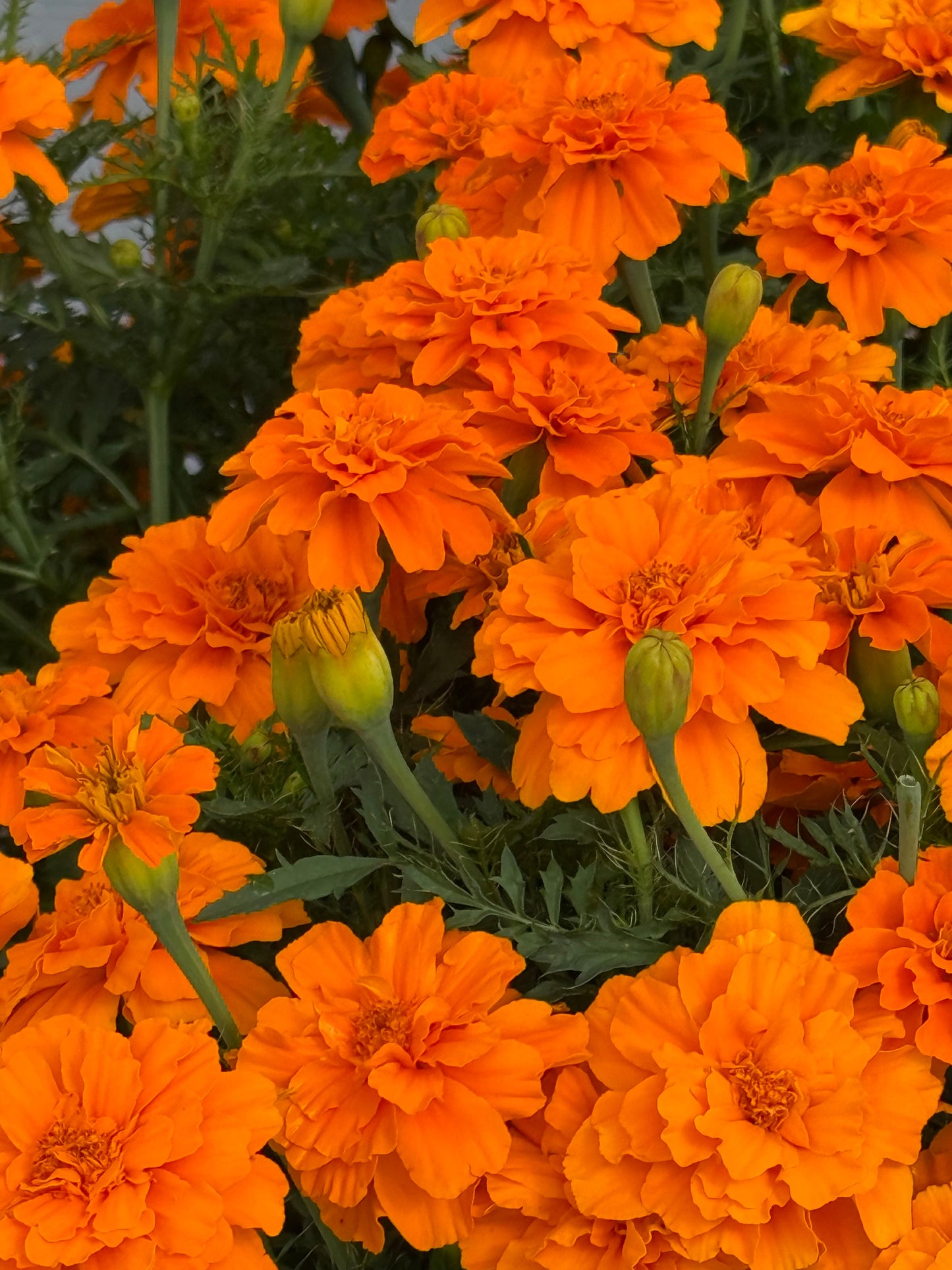 Tagetes patula Safari Tangerine | French Marigold therapyofflowers.com