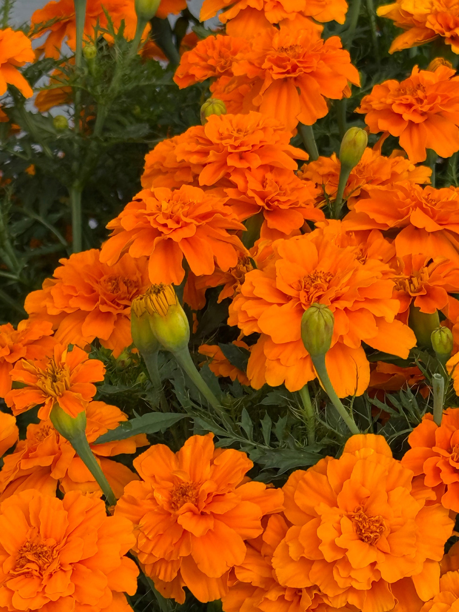 Tagetes patula Safari Tangerine | French Marigold therapyofflowers.com
