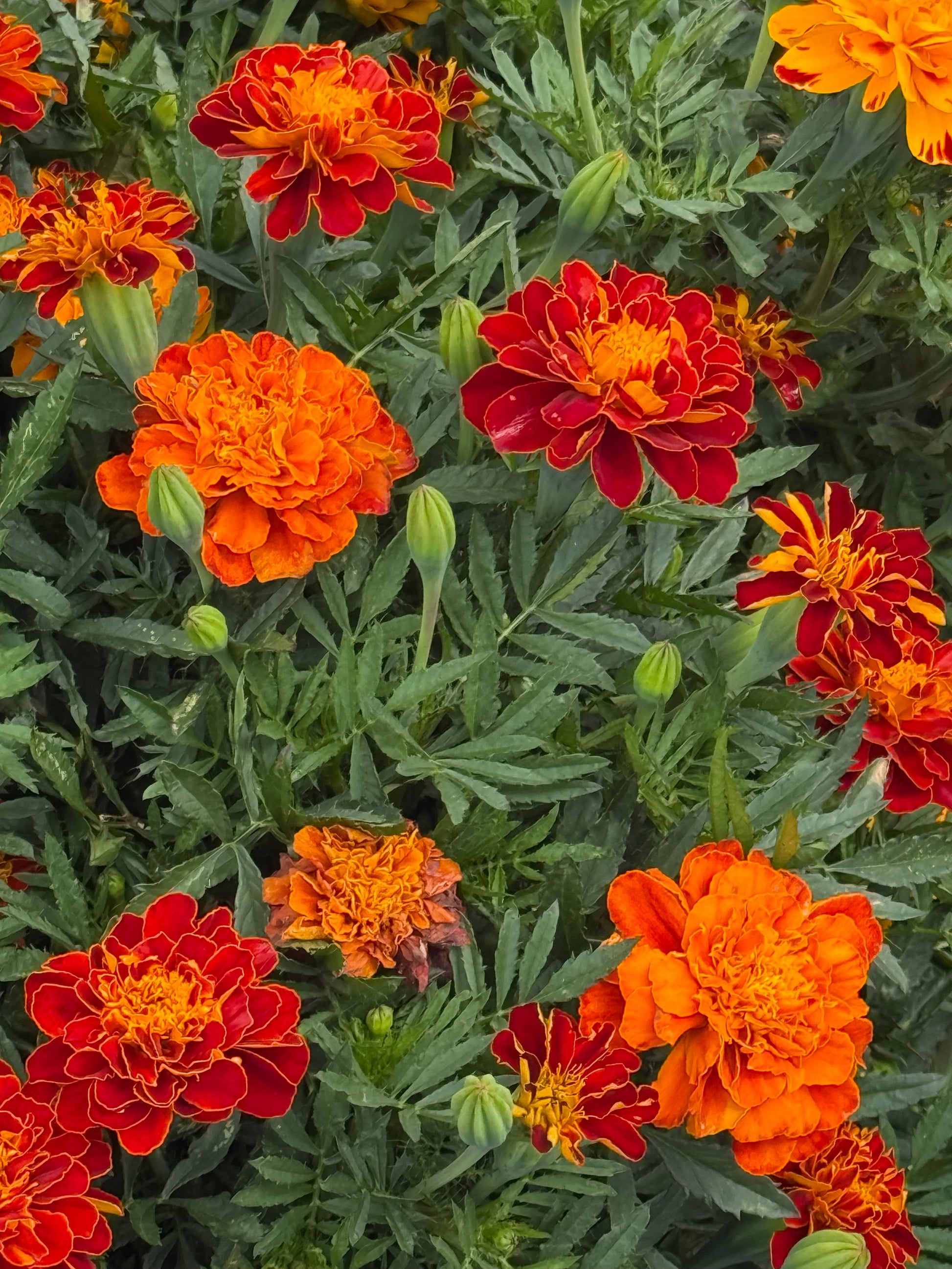Tagetes patula Safari Red | French Marigold therapyofflowers.com