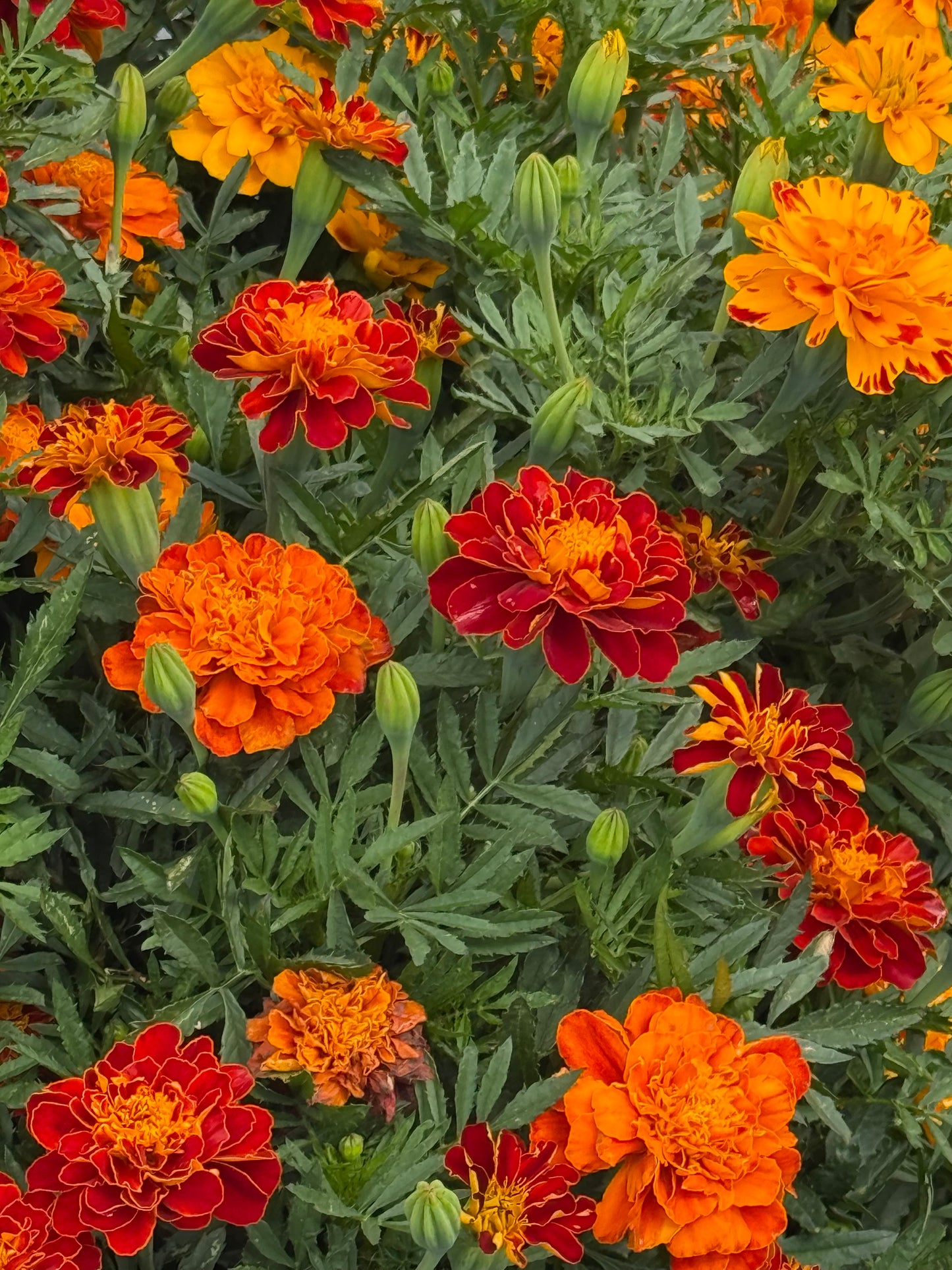 Tagetes patula Safari Red | French Marigold therapyofflowers.com