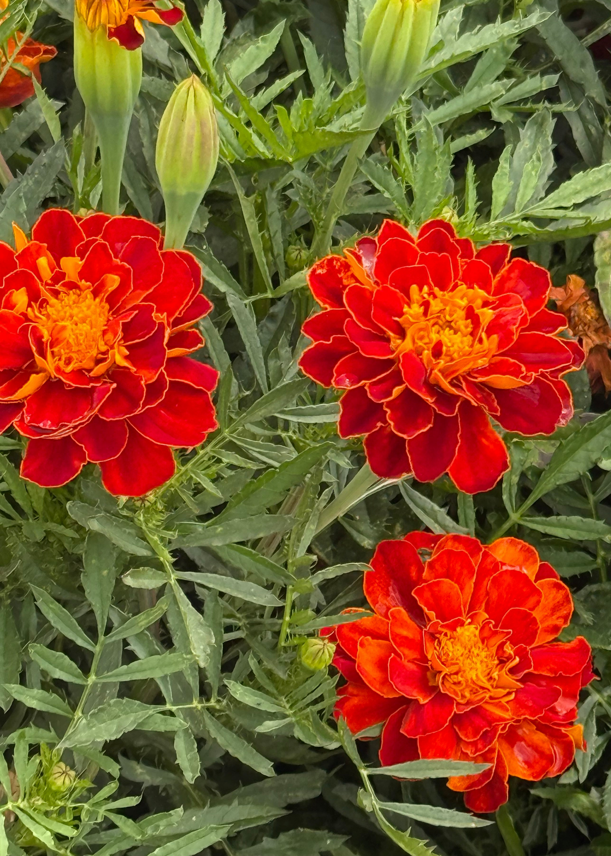 Tagetes patula Safari Red | French Marigold therapyofflowers.com