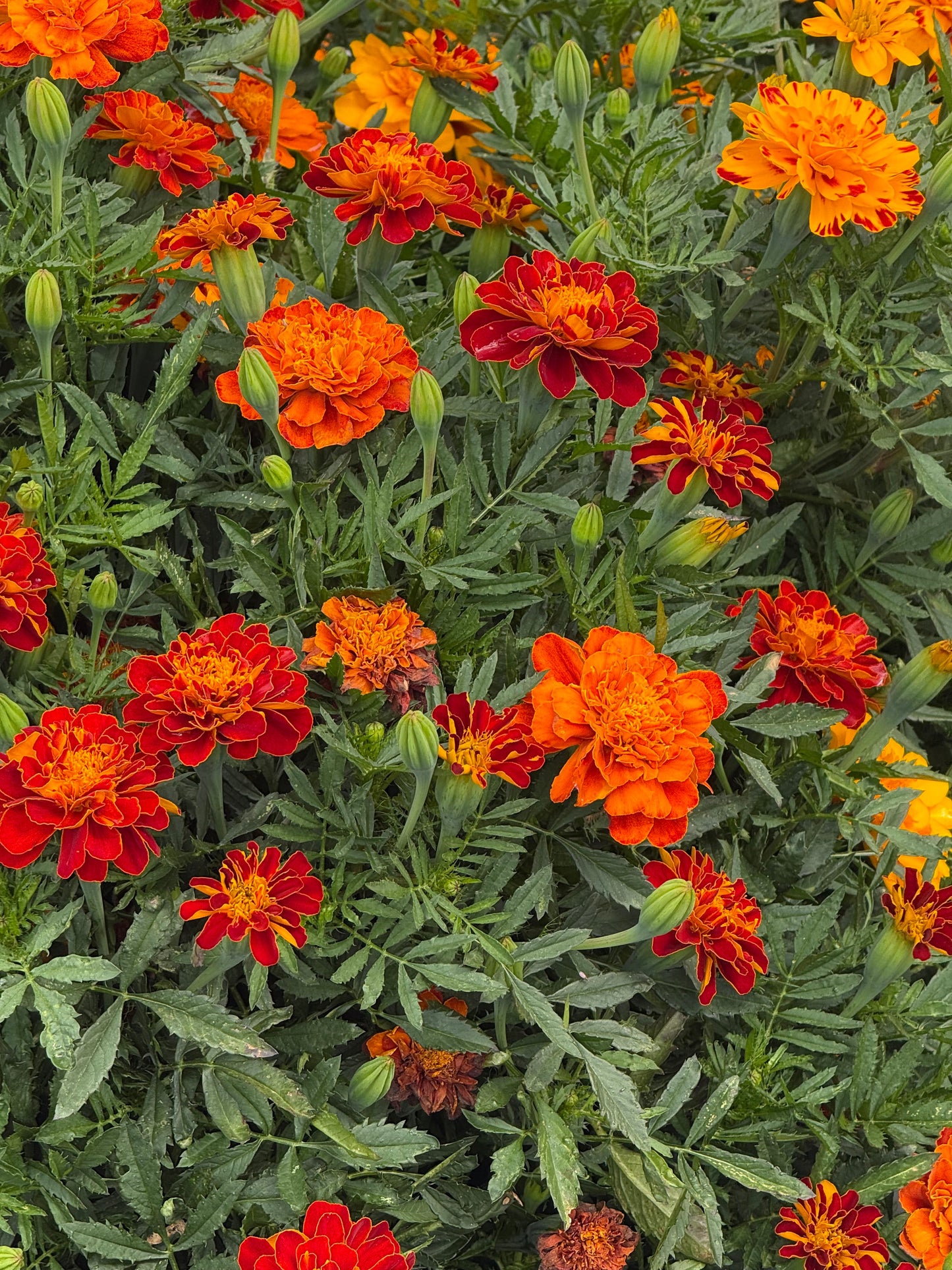 Tagetes patula Safari Red | French Marigold therapyofflowers.com
