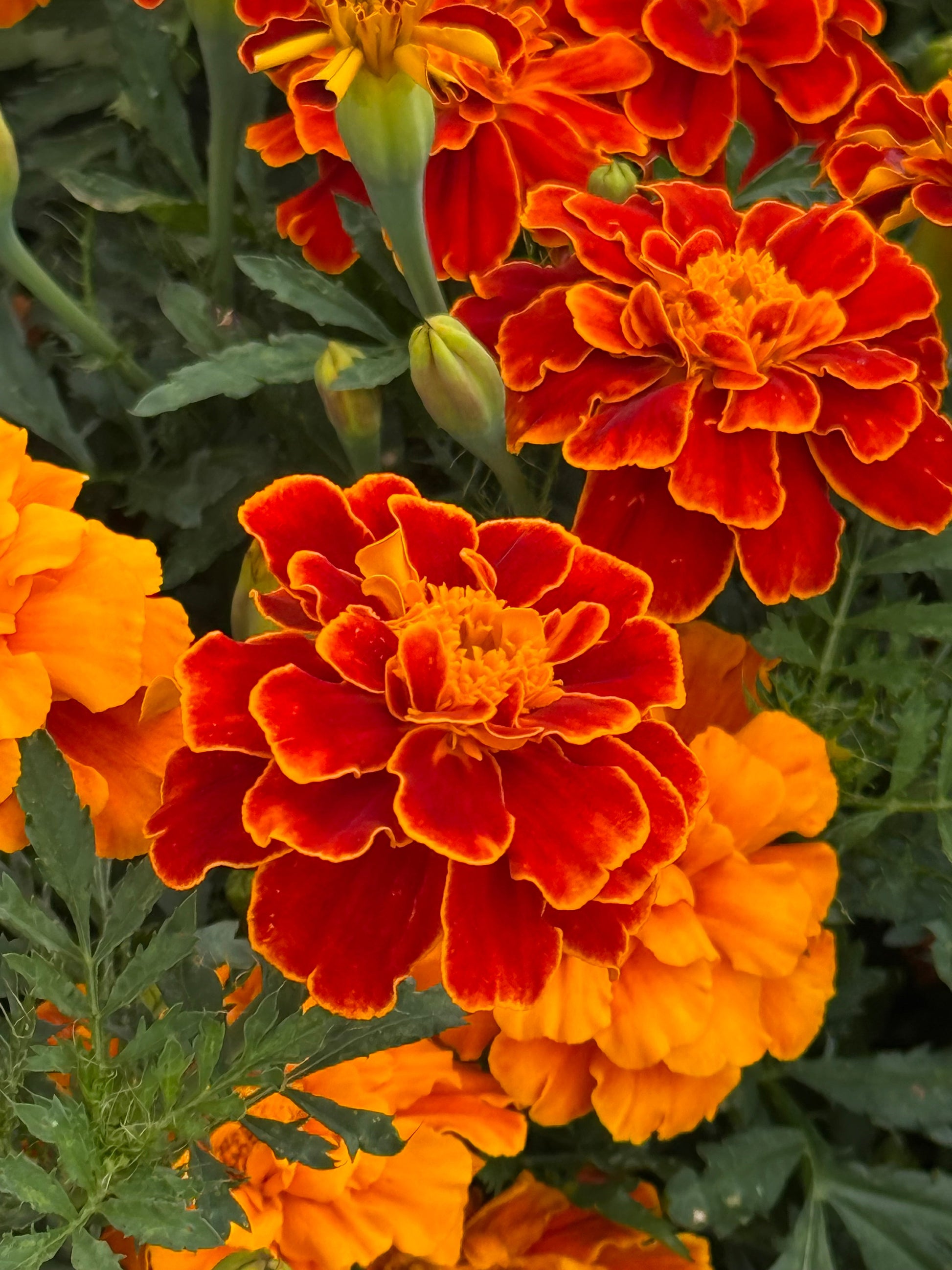 Tagetes patula Safari Scarlet | French Marigold therapyofflowers.com