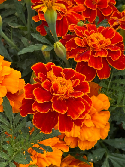 Tagetes patula Safari Scarlet | French Marigold therapyofflowers.com