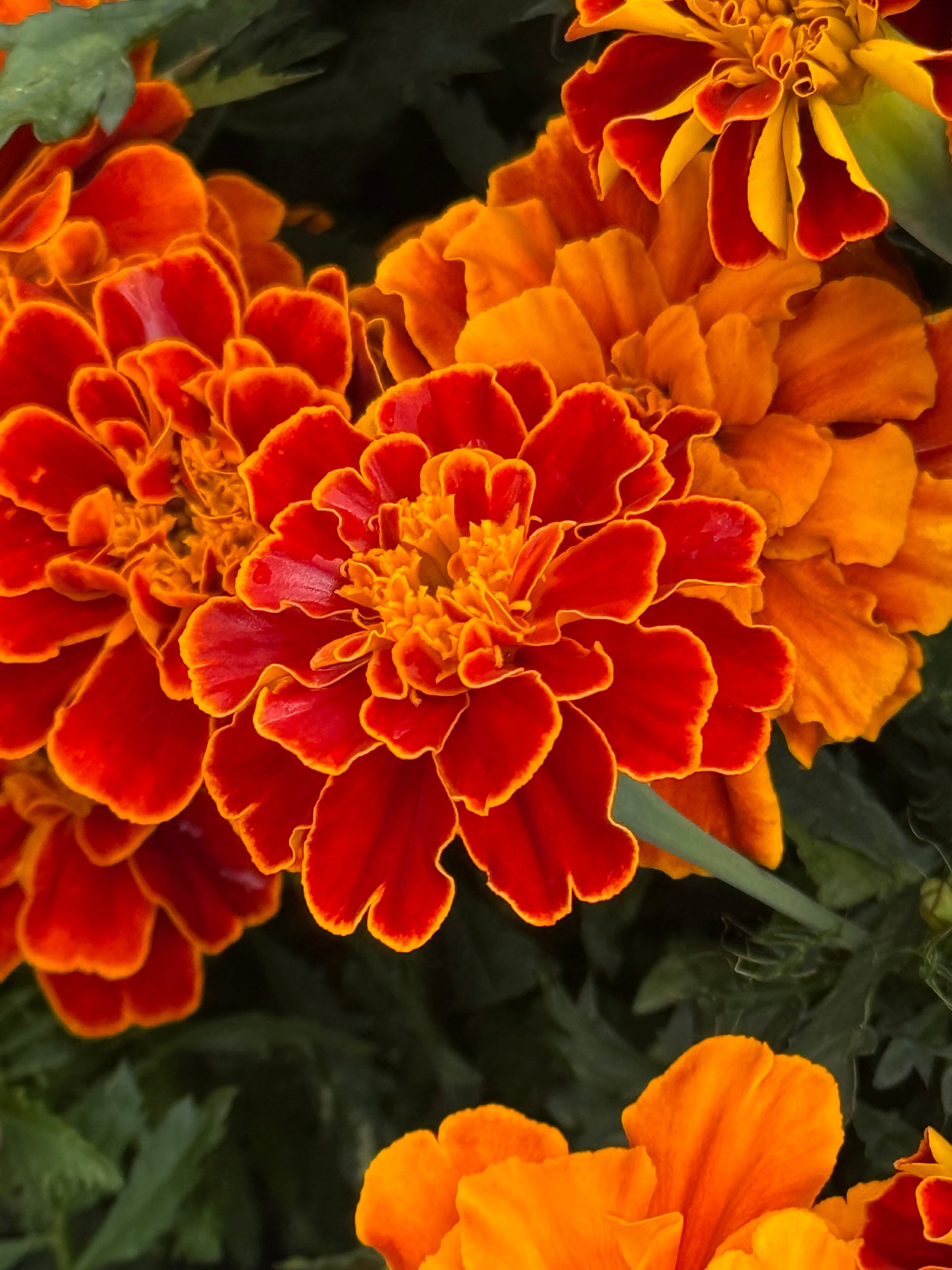 Tagetes patula Safari Scarlet | French Marigold therapyofflowers.com