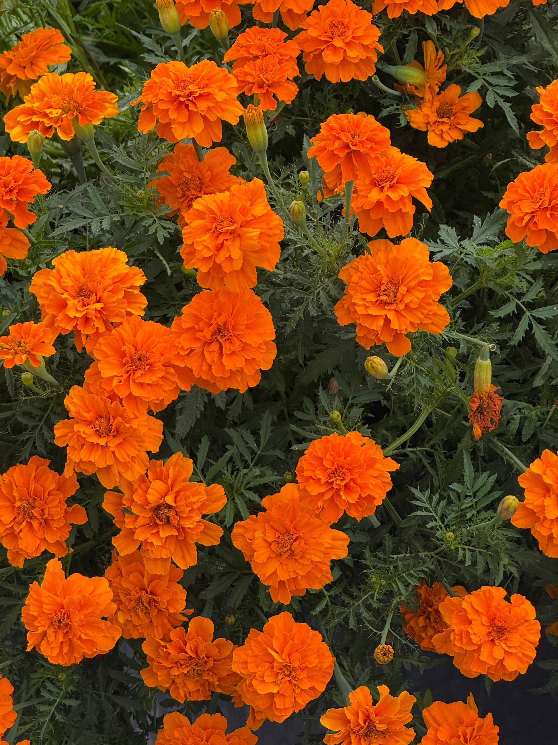 Tagetes patula Safari Tangerine | French Marigold therapyofflowers.com