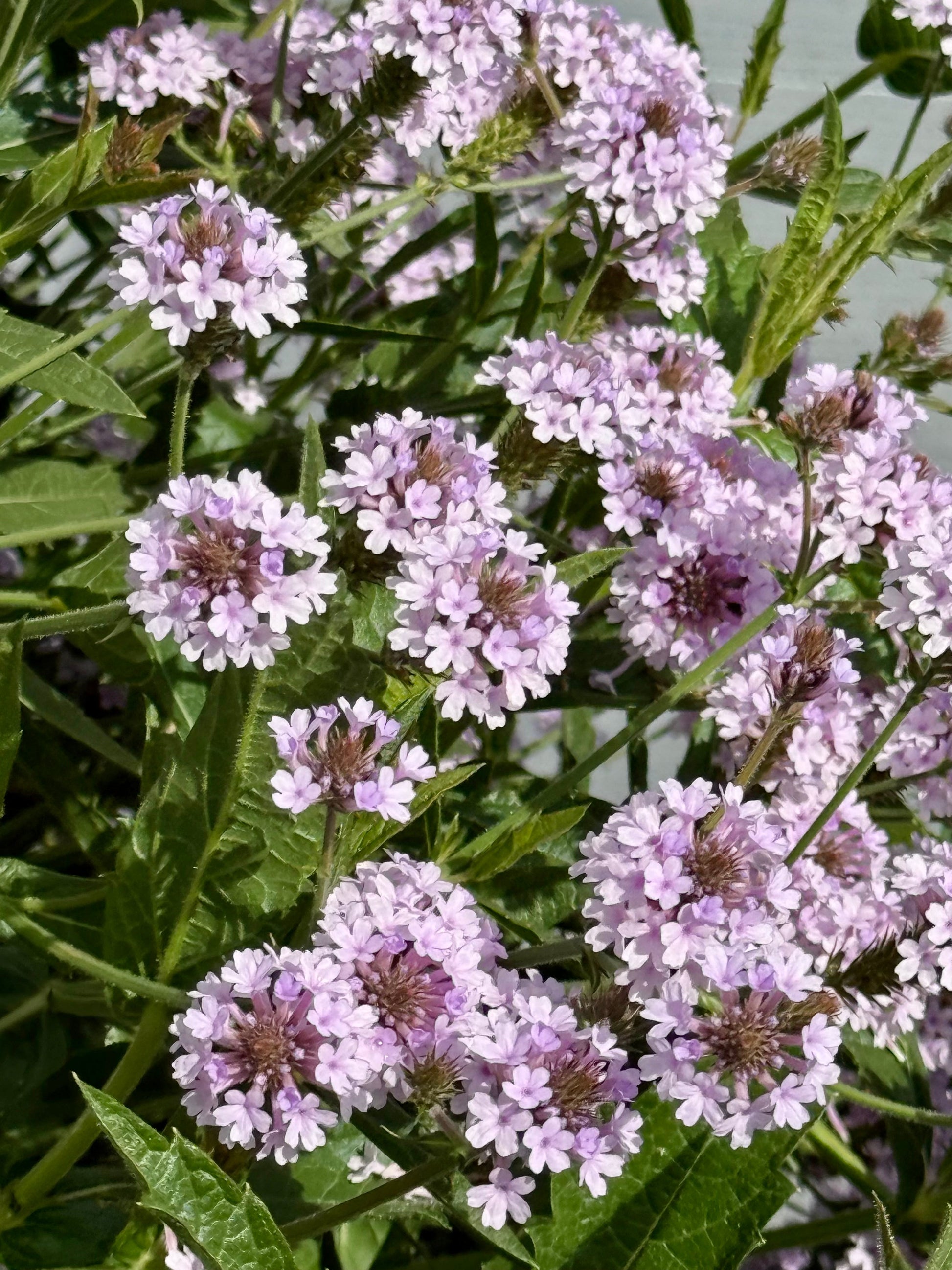 Verbena rigida Polaris® Pearl | Slender vervain therapyofflowers.com