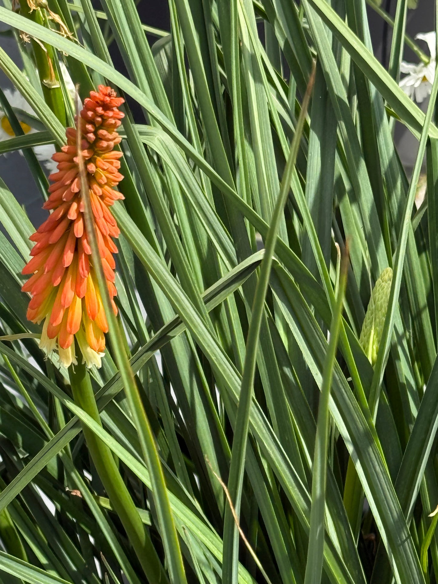 Kniphofia uvaria Flamenco | Red Hot Poker therapyofflowers.com