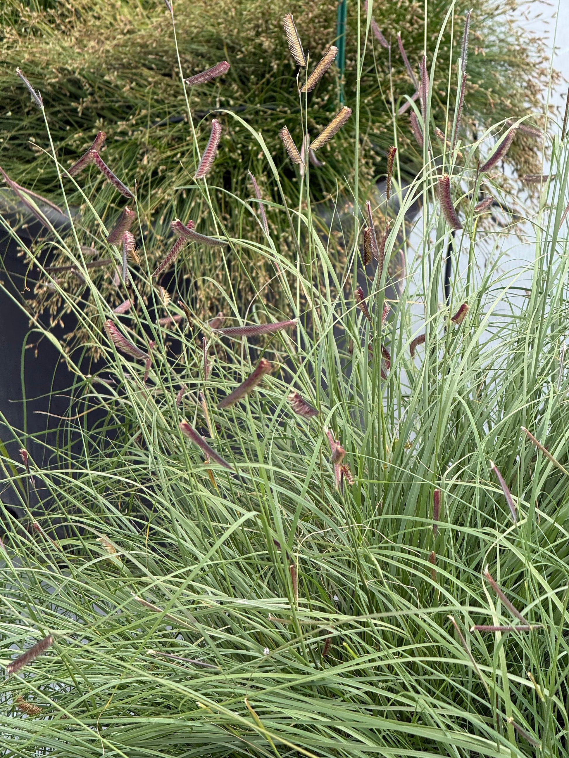 Bouteloua gracilis Mozzie | Mosquito Grass therapyofflowers.com