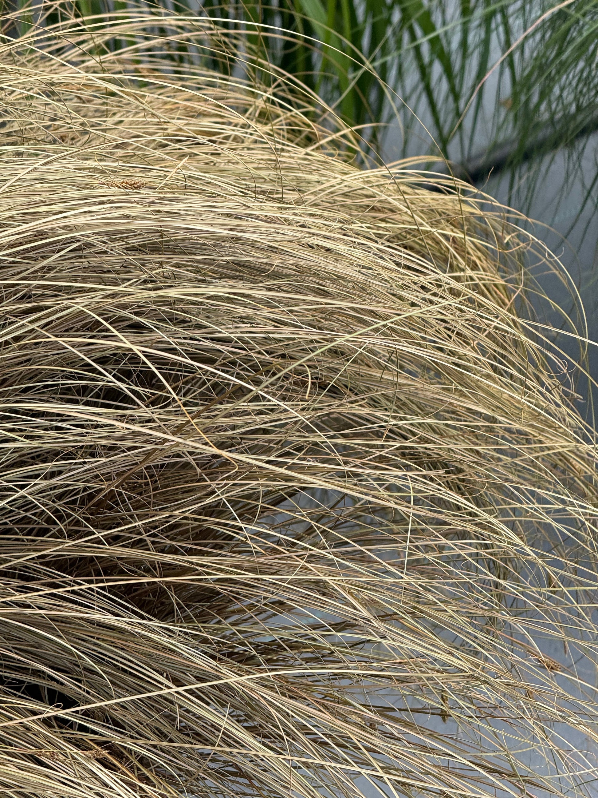 Carex comans Zora | New Zealand Hairy Sedge therapyofflowers.com