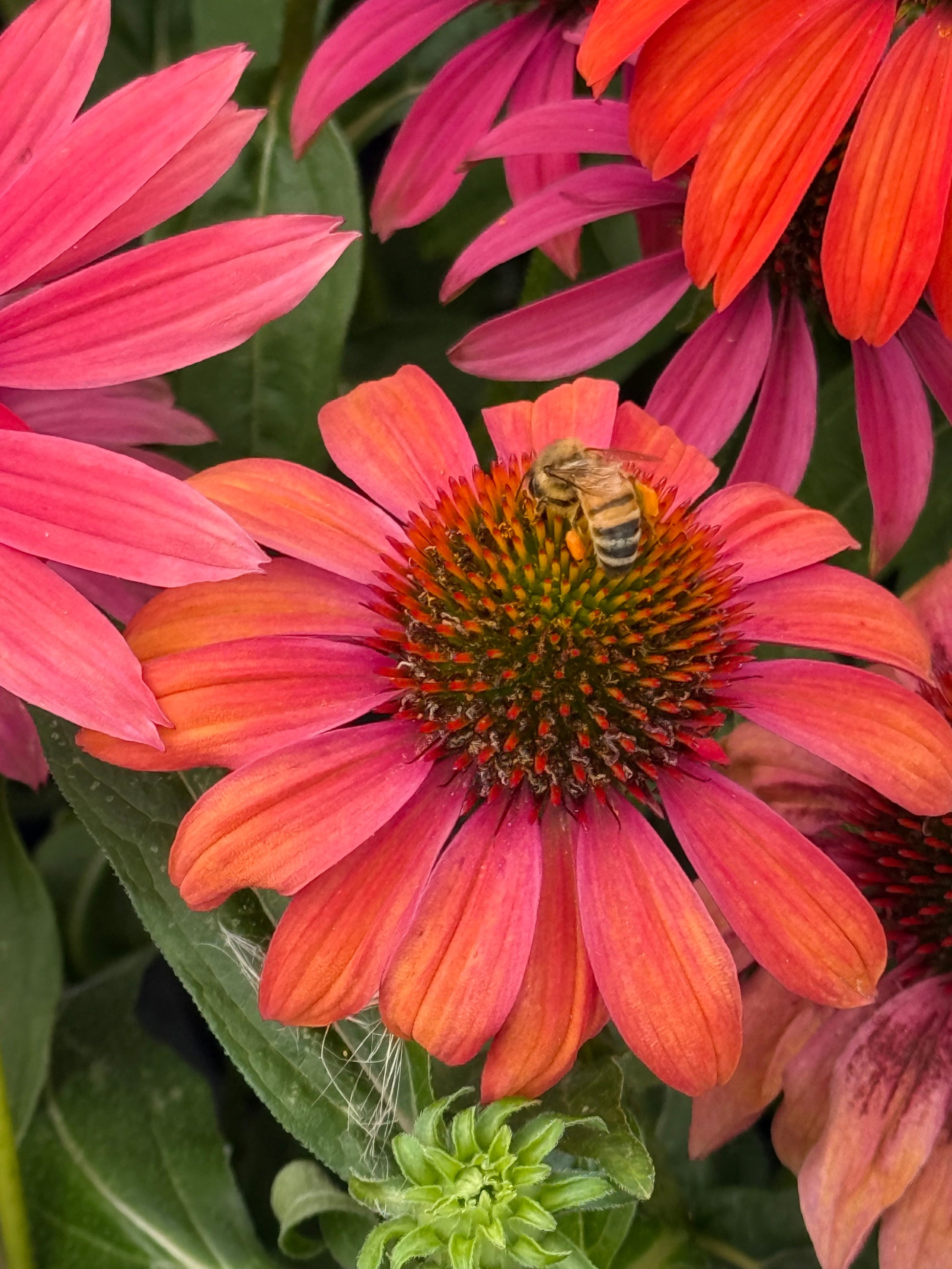 Echinacea purpurea PollyNation™ Orange Red | Coneflower therapyofflowers.com