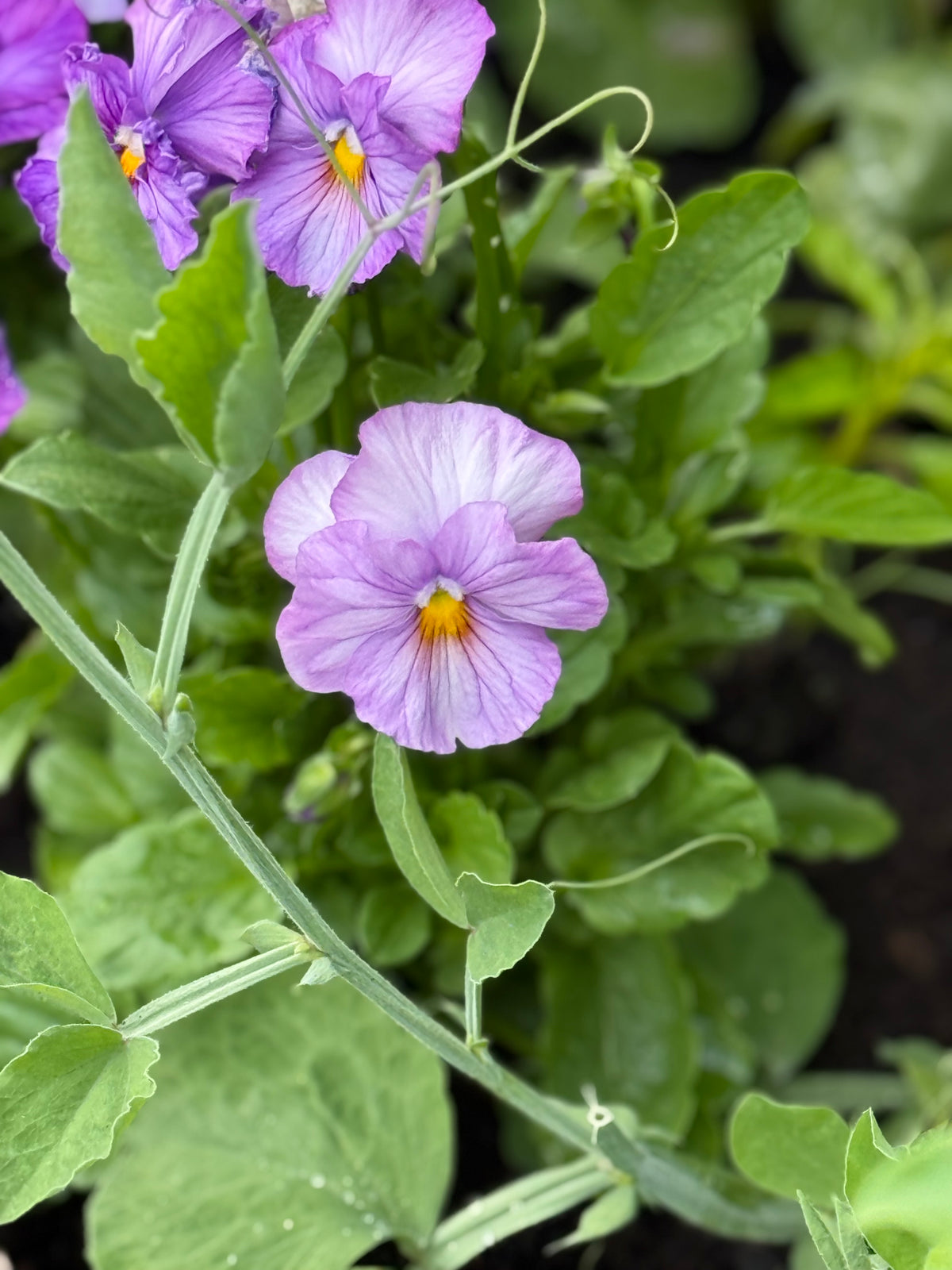 Lielziedu atraitnīte Inspire® Lavender Pink F1 | Viola x wittrockiana