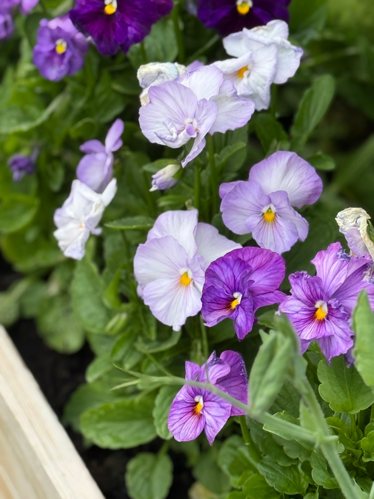 Lielziedu atraitnīte Inspire® Lavender Pink F1 | Viola x wittrockiana