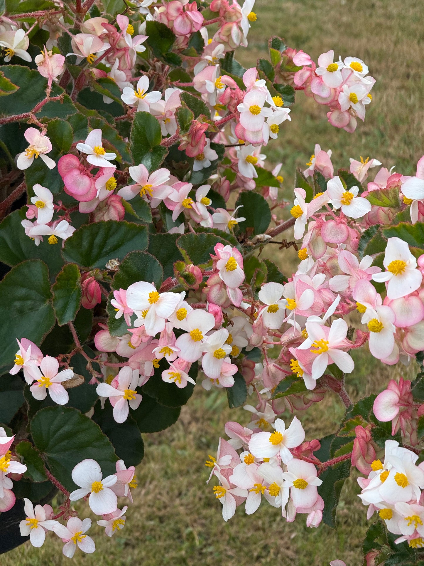 Begonia x hybrida Wookie White F1 | Hybrid Begonia | For Premium Baskets therapyofflowers.com