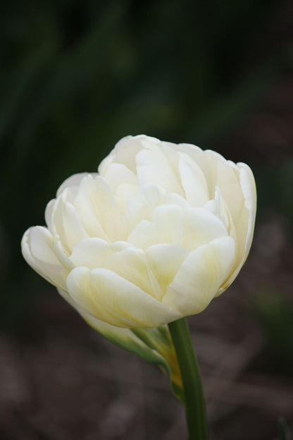 Tulip Casablanca | Fragrant Double Late Tulip therapyofflowers.com