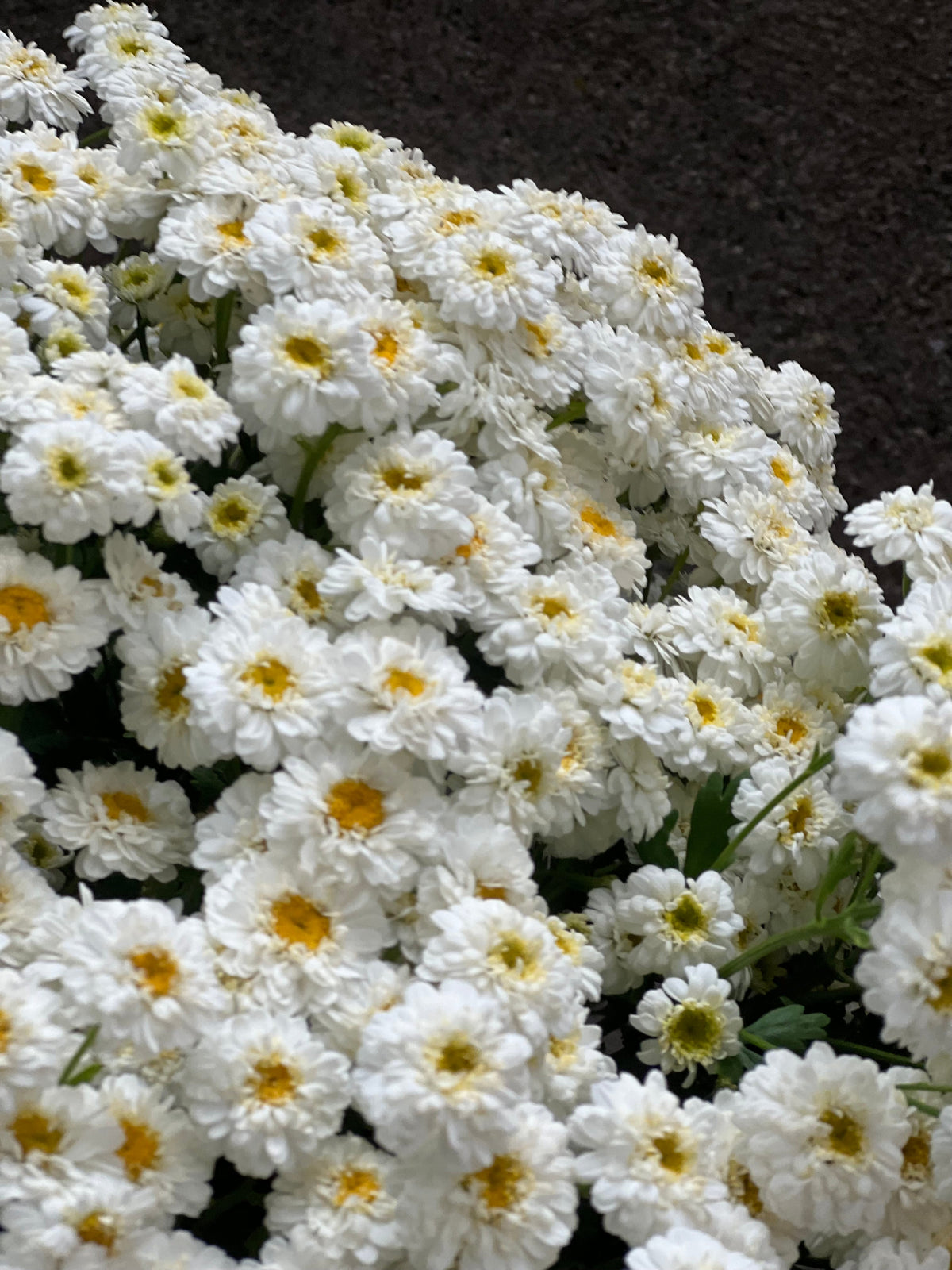 Tanacetum parthenium Tetra Eva White | Feverfew | Pelleted therapyofflowers.com