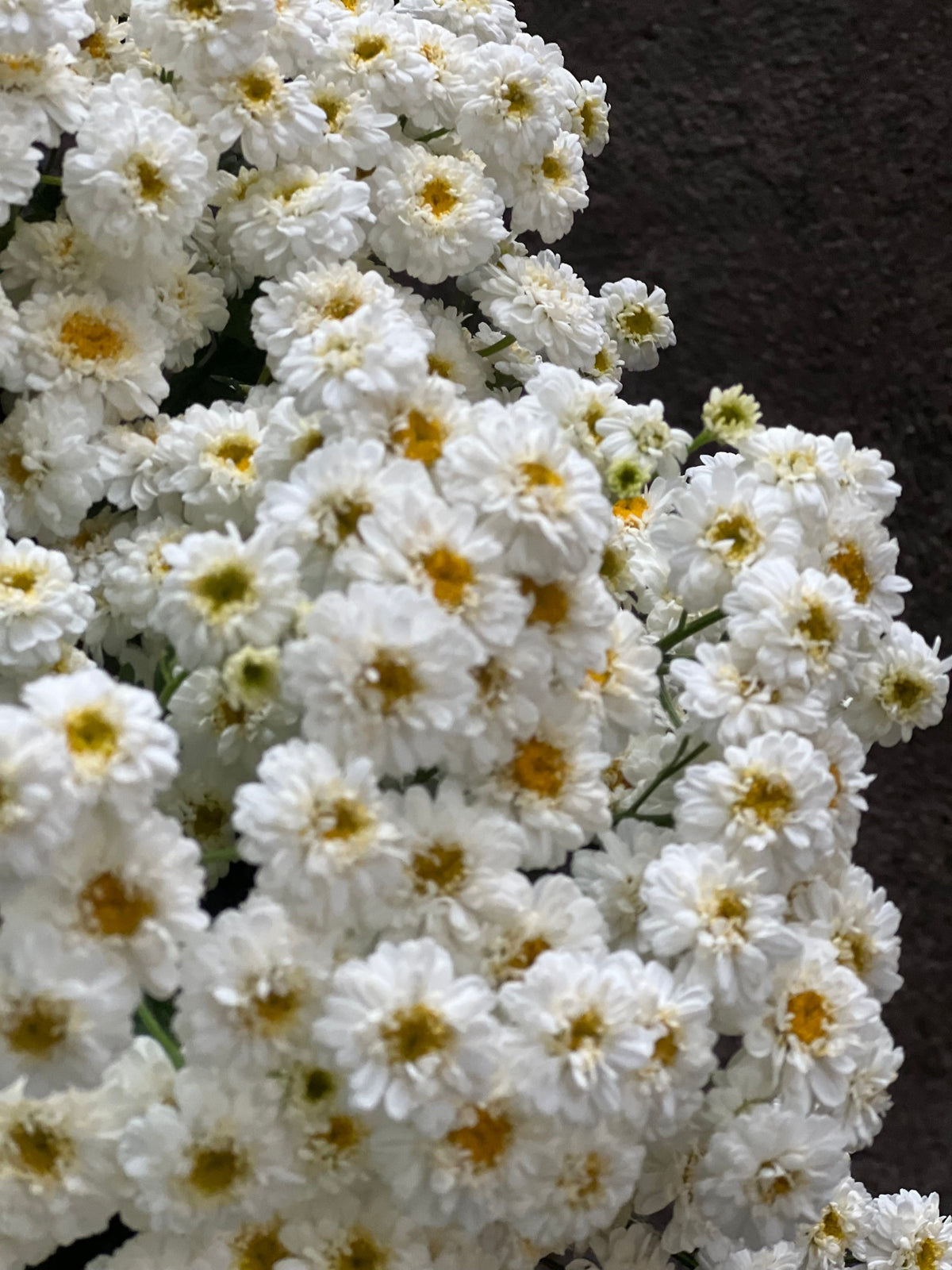 Tanacetum parthenium Tetra Eva White | Feverfew | Pelleted therapyofflowers.com
