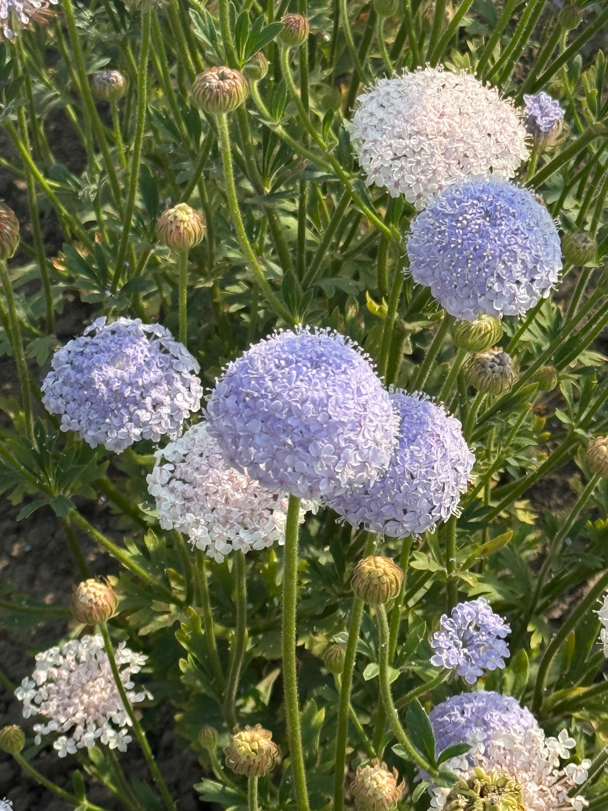 Trachymene coerulea Lace Mixed | Lace Flower | Didiscus