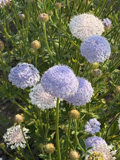 Trachymene coerulea Lace Mixed | Lace Flower | Didiscus