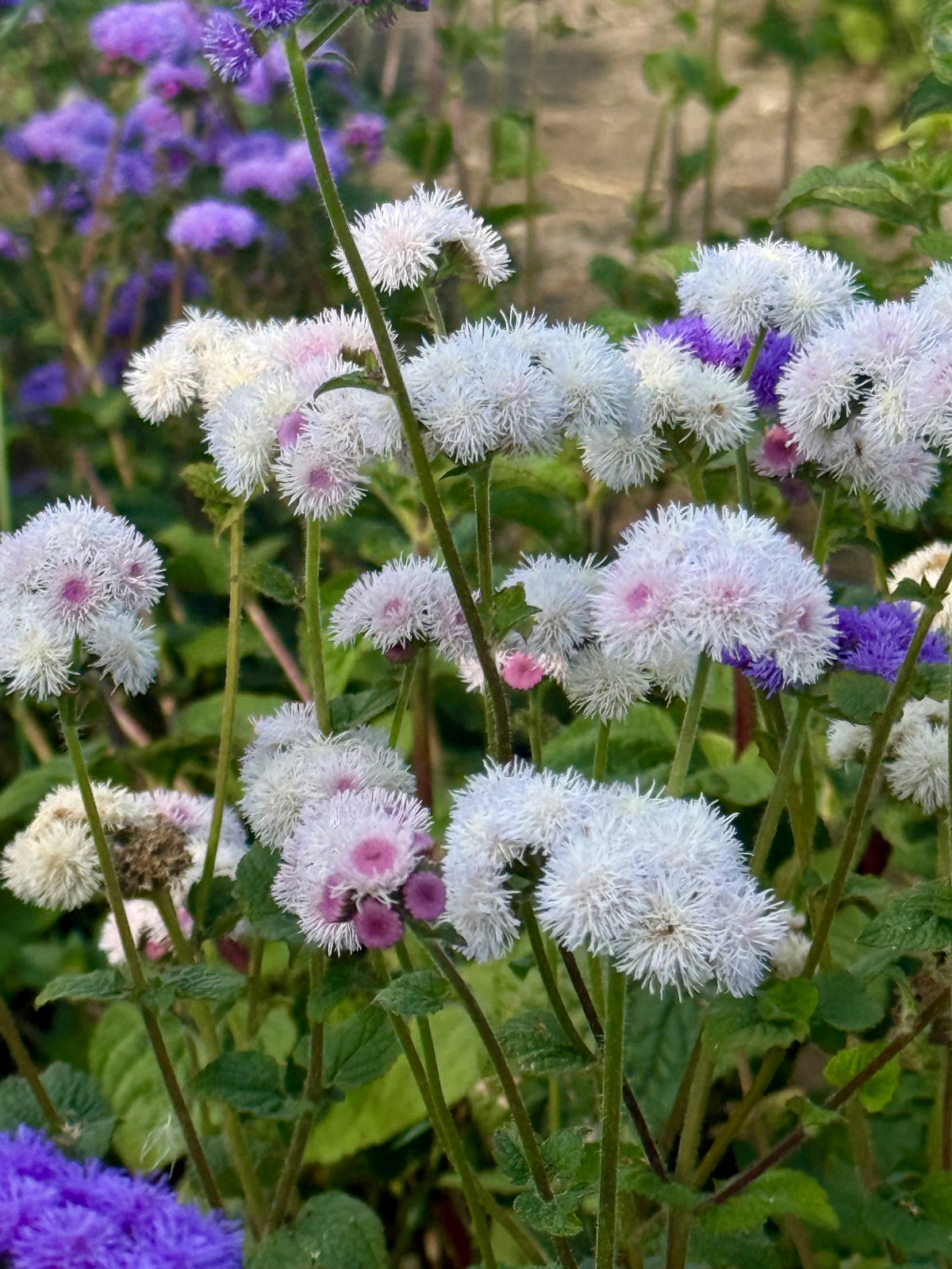 Agerāts Timeless Mix | Ageratum houstonianum