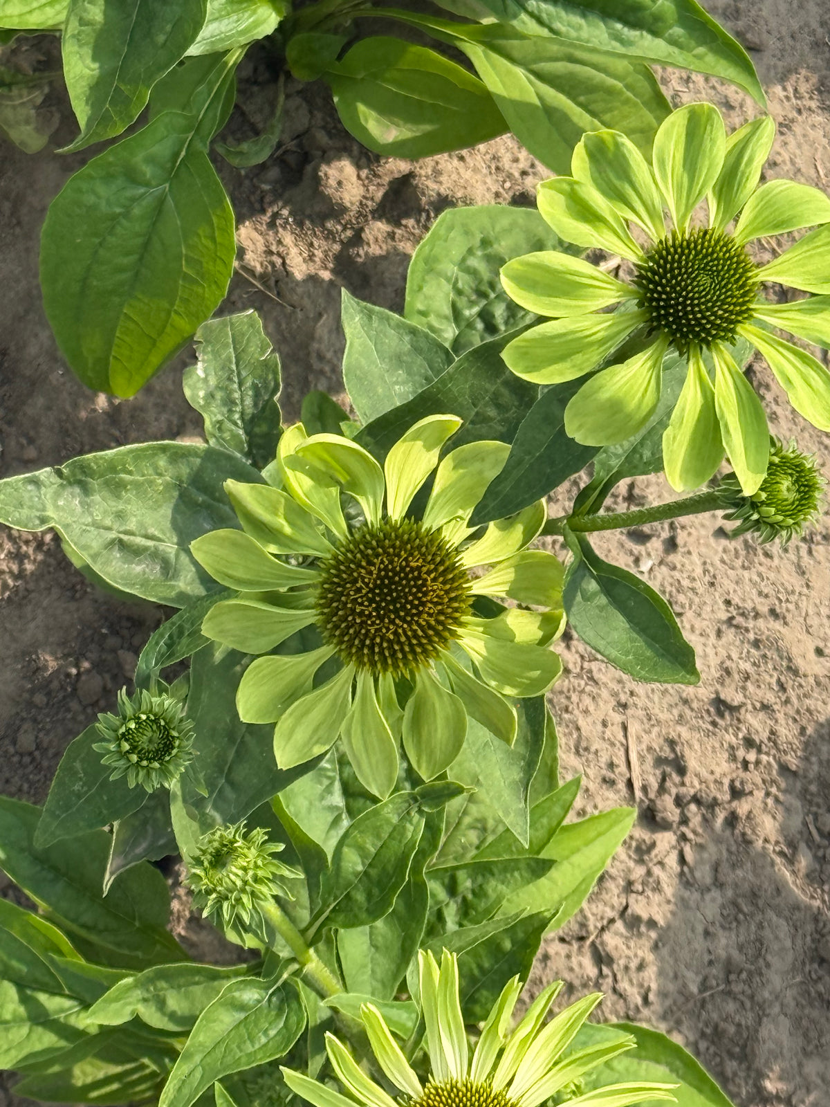 Purpura ehinācija Alan's Pride | Echinacea purpurea