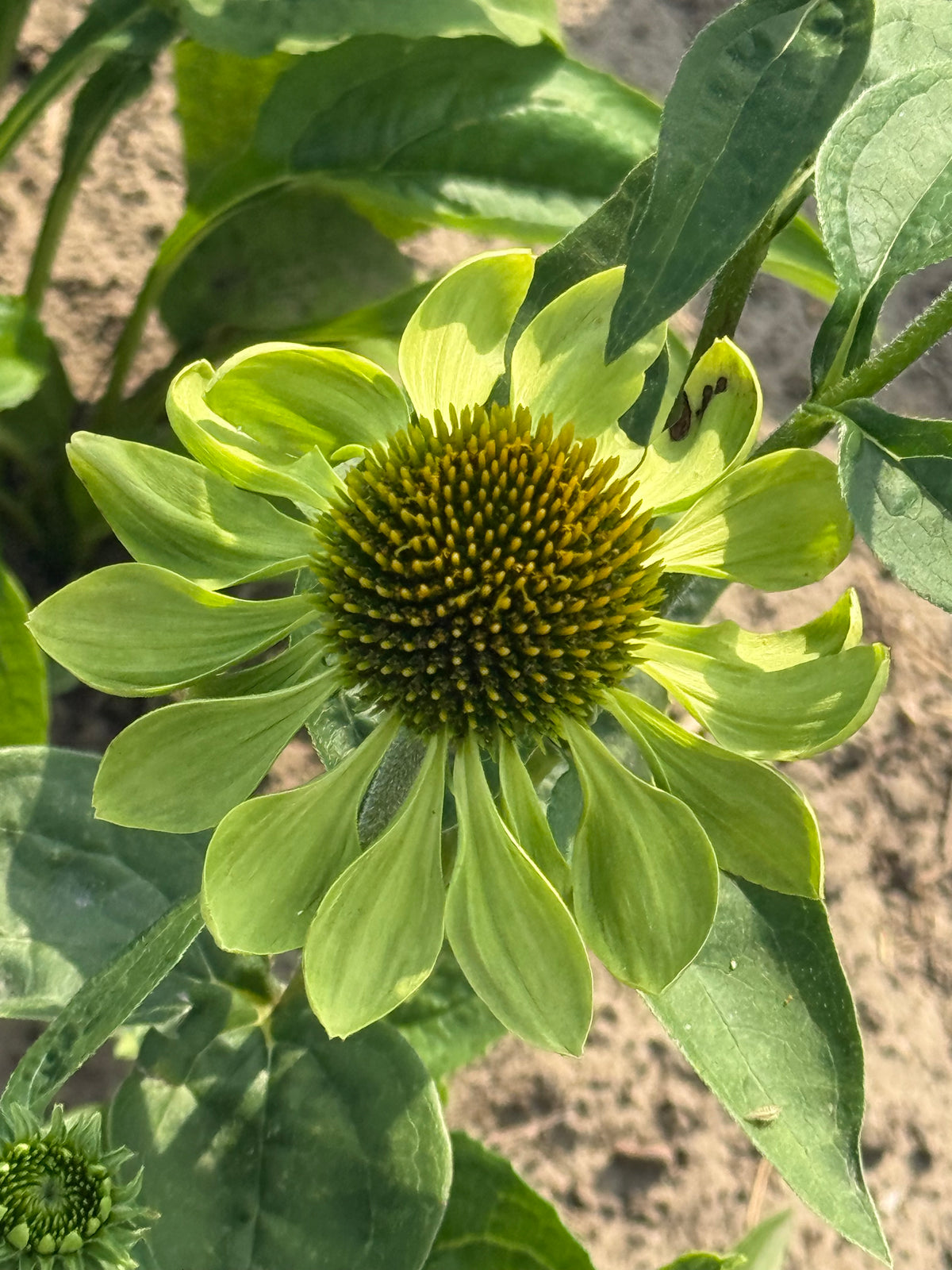 Purpura ehinācija Alan's Pride | Echinacea purpurea