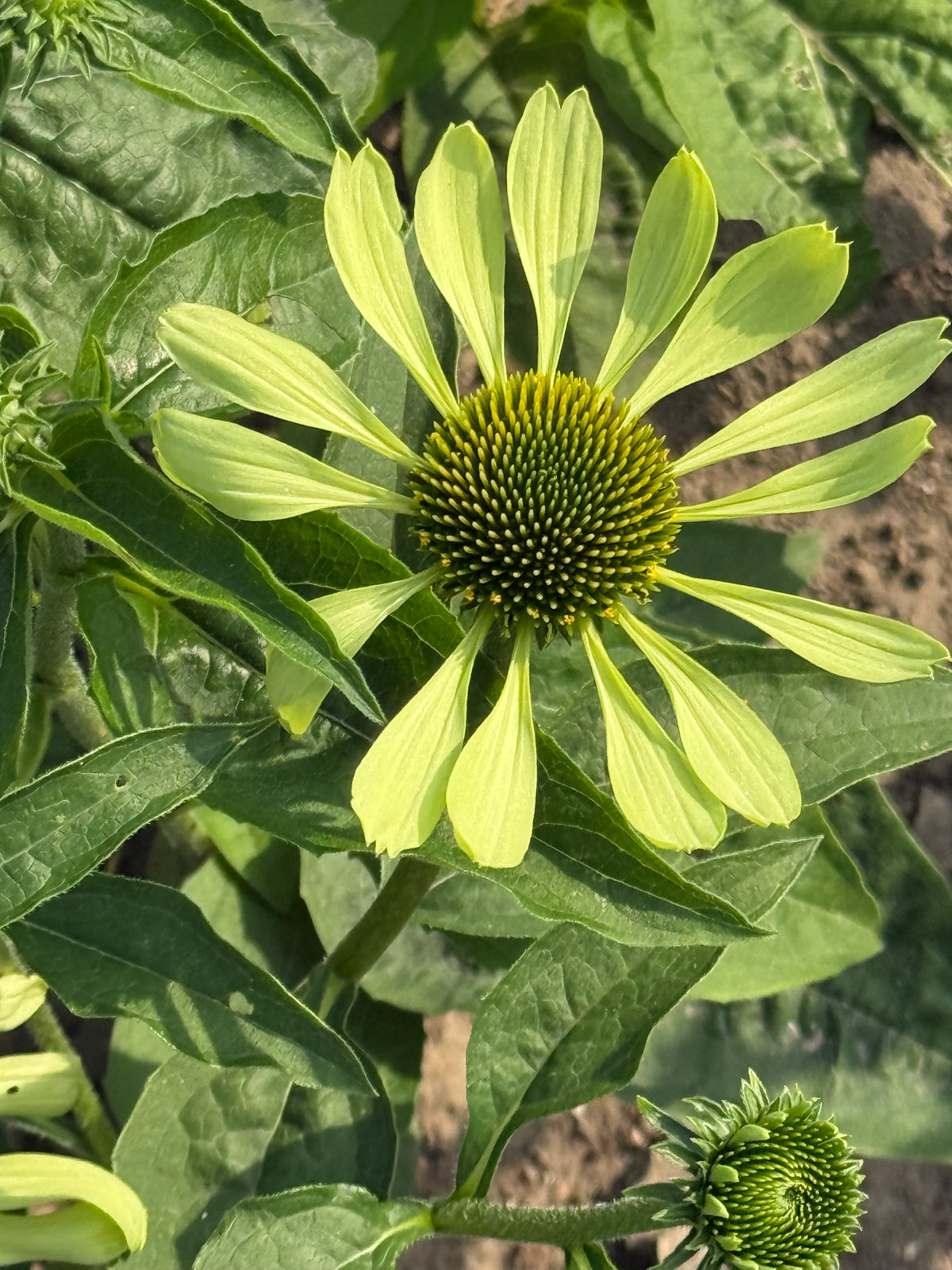 Purpura ehinācija Alan's Pride | Echinacea purpurea