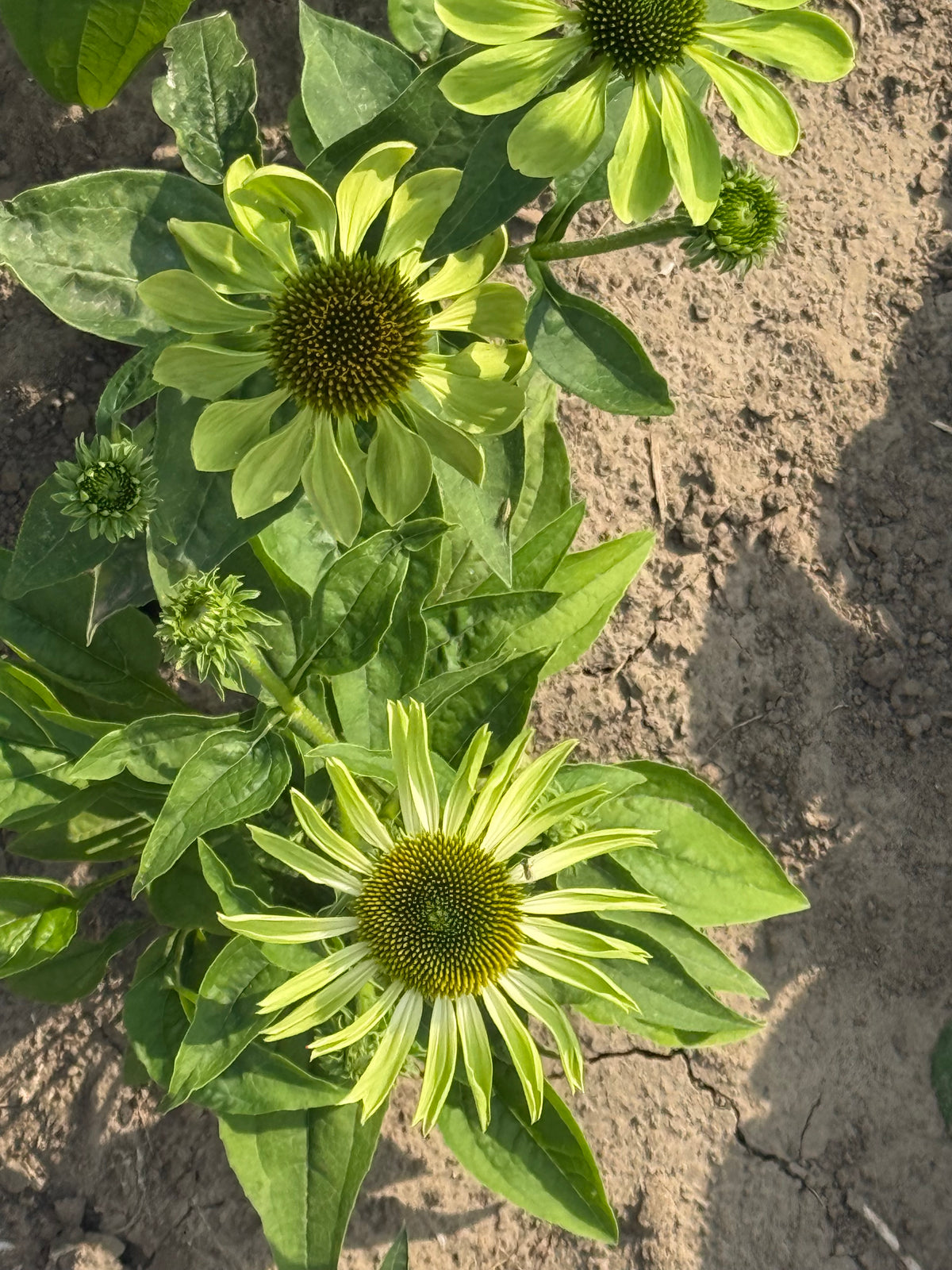 Purpura ehinācija Alan's Pride | Echinacea purpurea