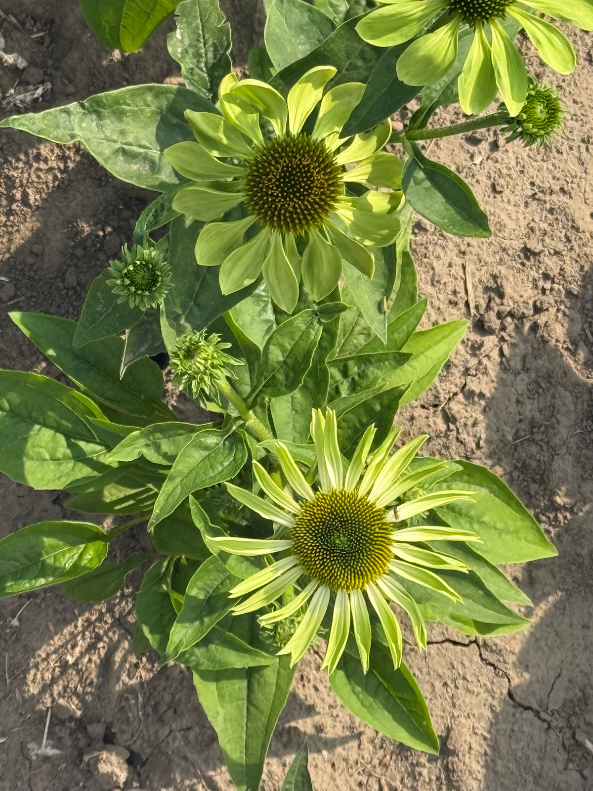 Purpura ehinācija Alan's Pride | Echinacea purpurea