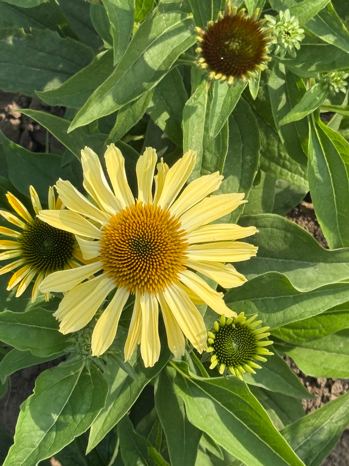 Purpura ehinācija Paradiso Yellow | Echinacea purpurea