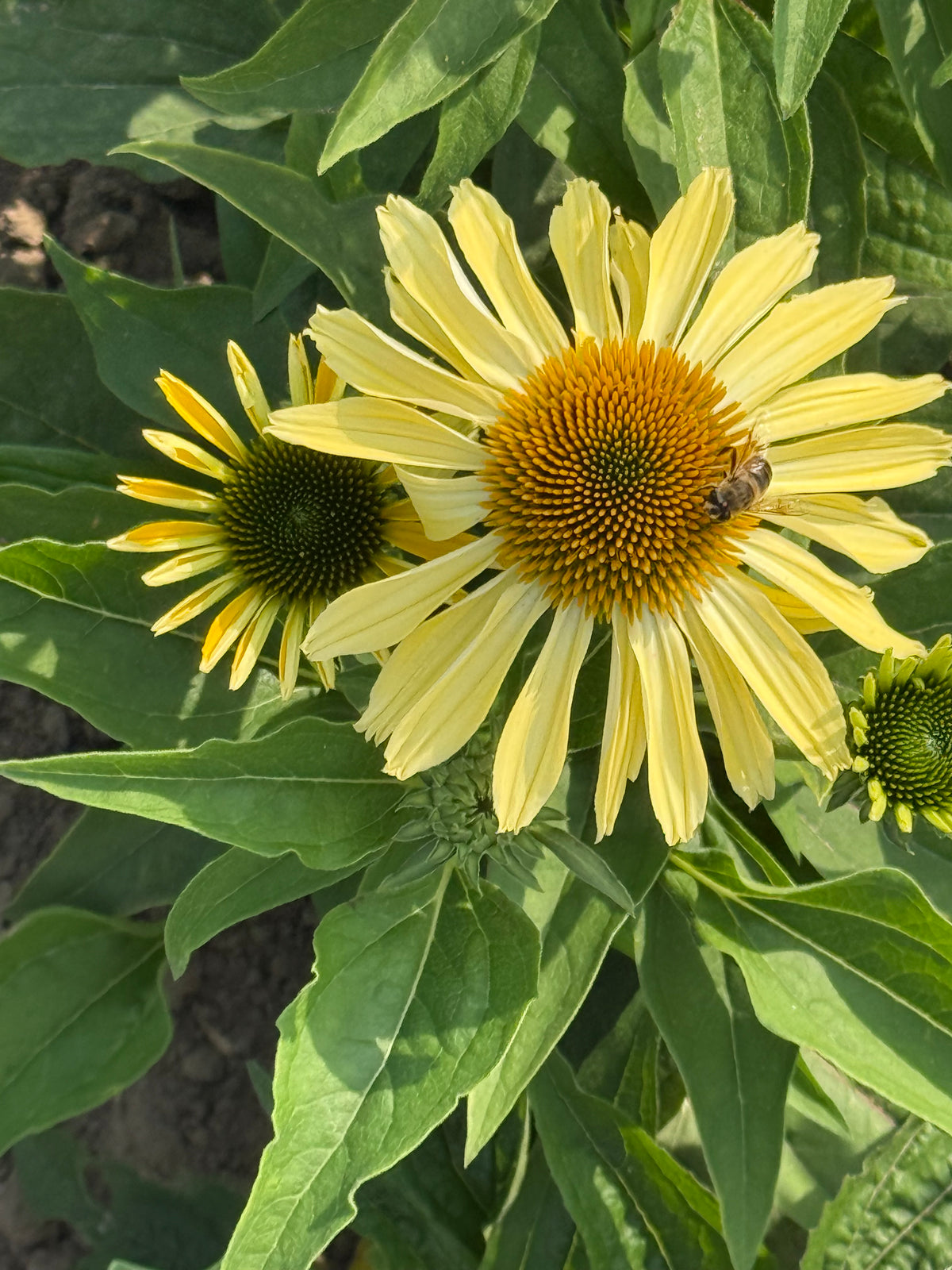 Purpura ehinācija Paradiso Yellow | Echinacea purpurea