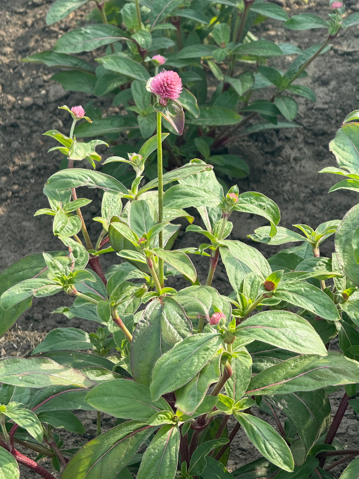 Lodveida gomfrēna Salmon Pastel | Gomphrena globosa