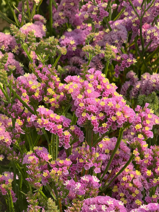 Jomotā limonija Forever Happy | Limonium sinuatum