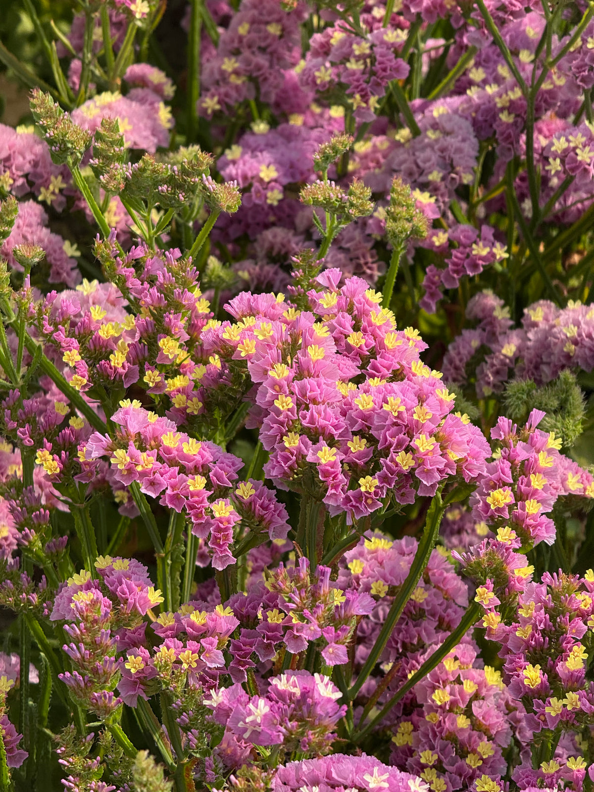 Jomotā limonija Forever Happy | Limonium sinuatum