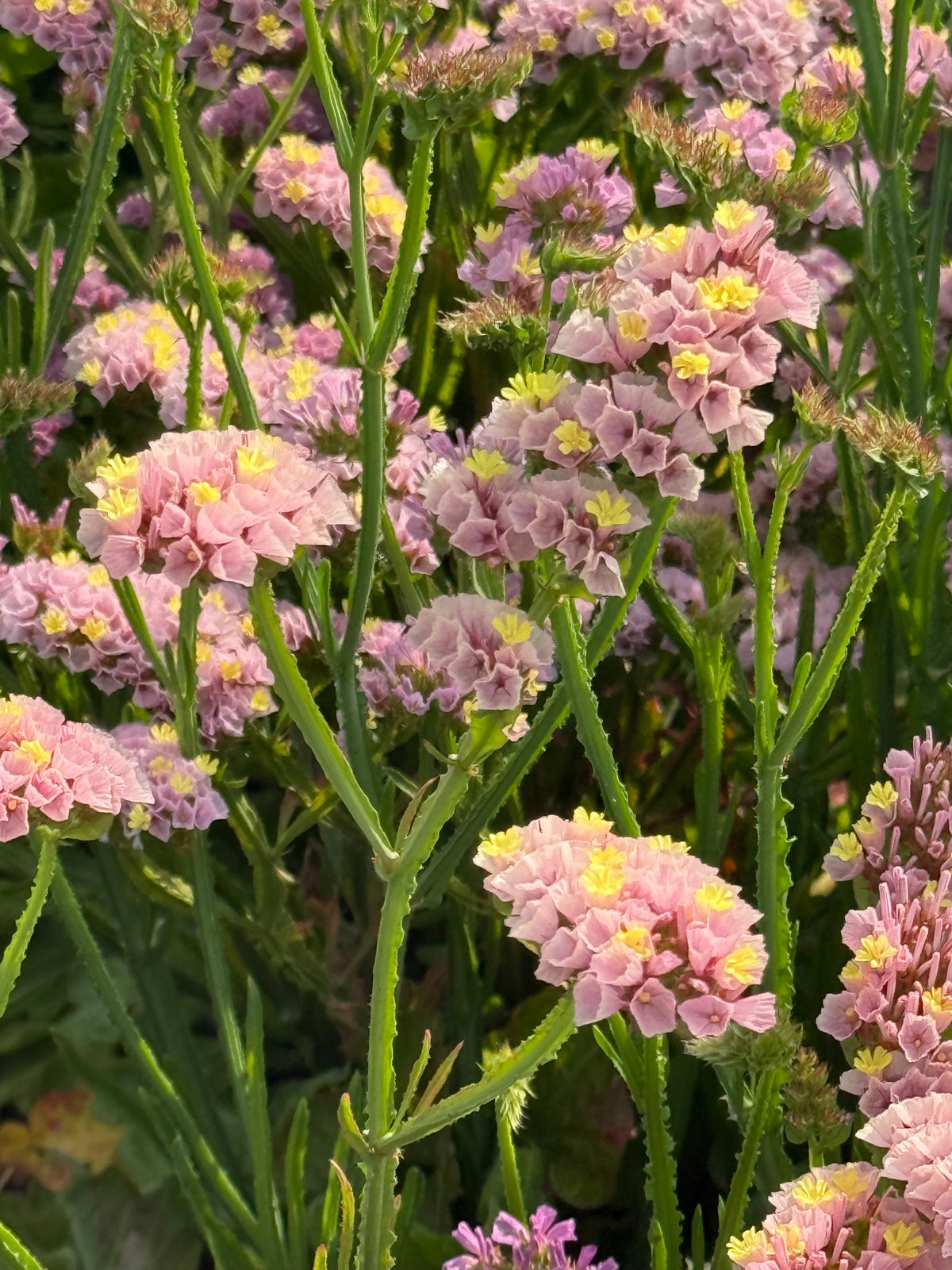 Jomotā limonija Forever Happy | Limonium sinuatum