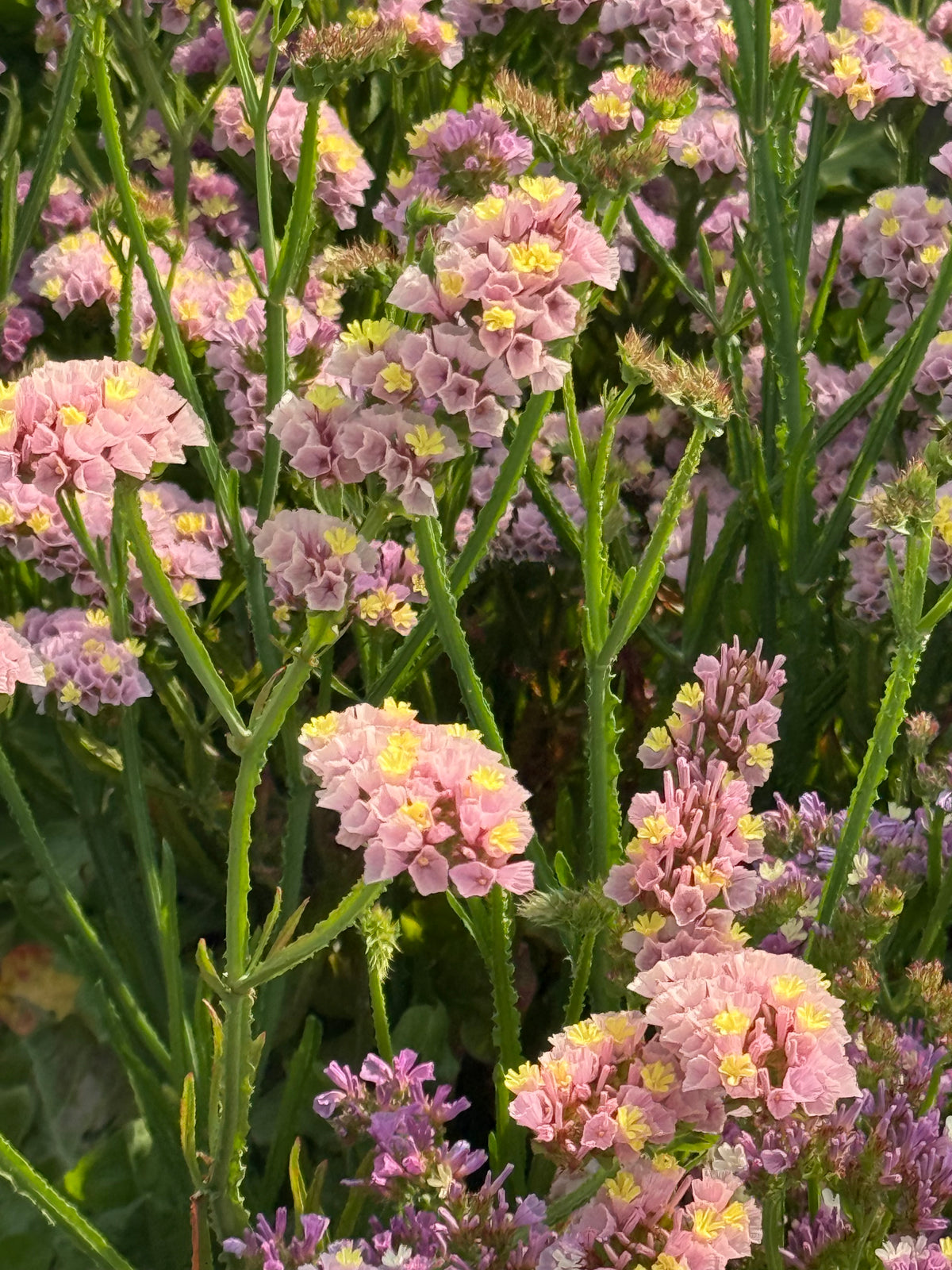 Jomotā limonija Forever Happy | Limonium sinuatum