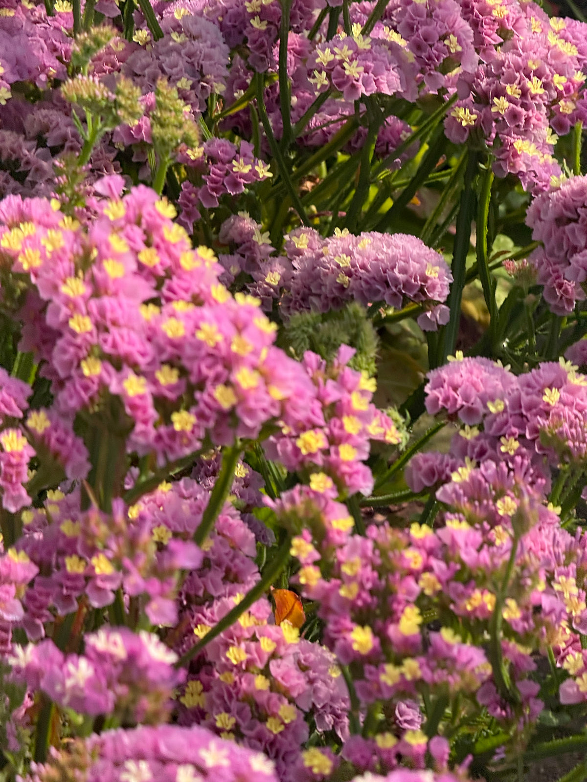 Jomotā limonija Forever Happy | Limonium sinuatum