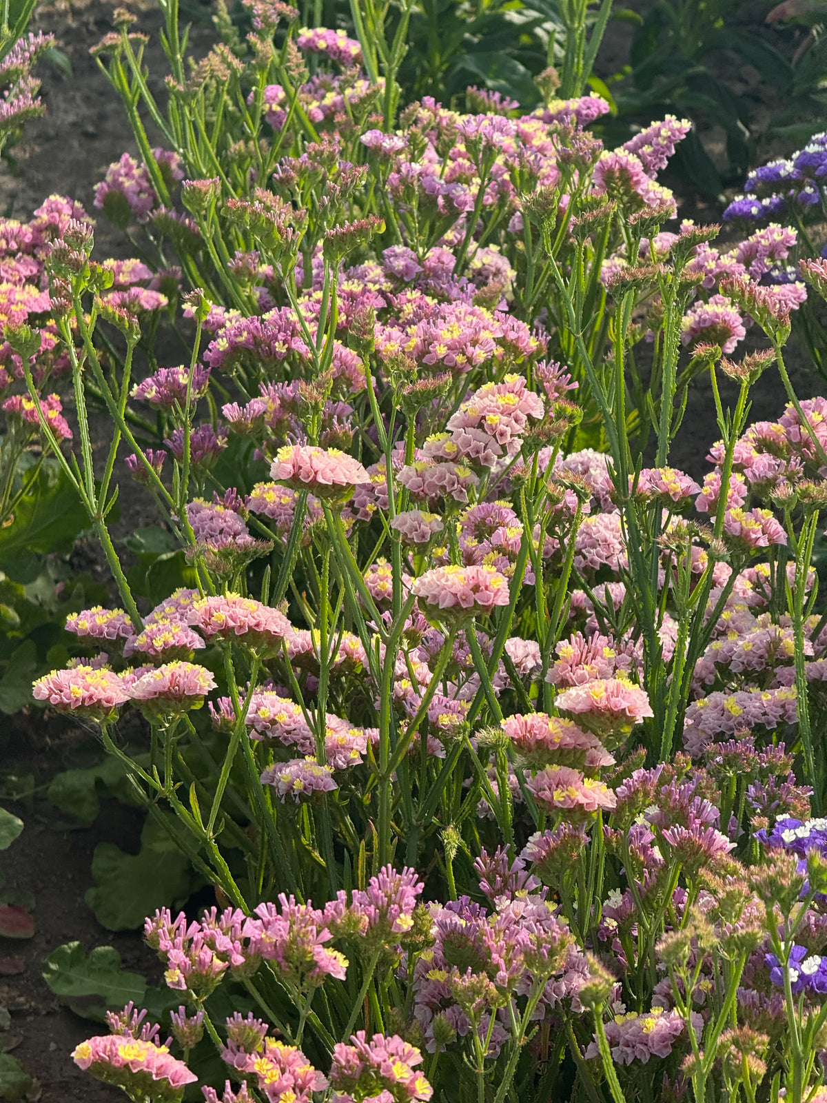 Jomotā limonija Forever Happy | Limonium sinuatum