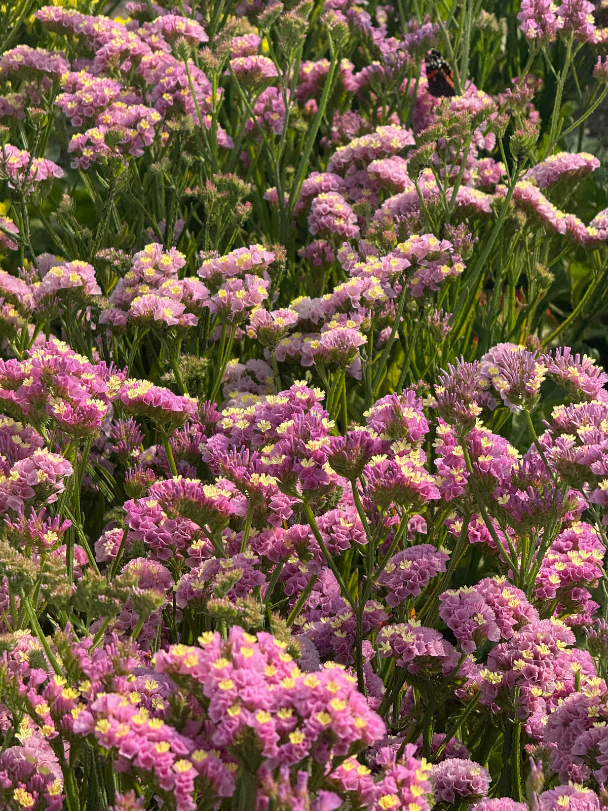 Jomotā limonija Forever Happy | Limonium sinuatum