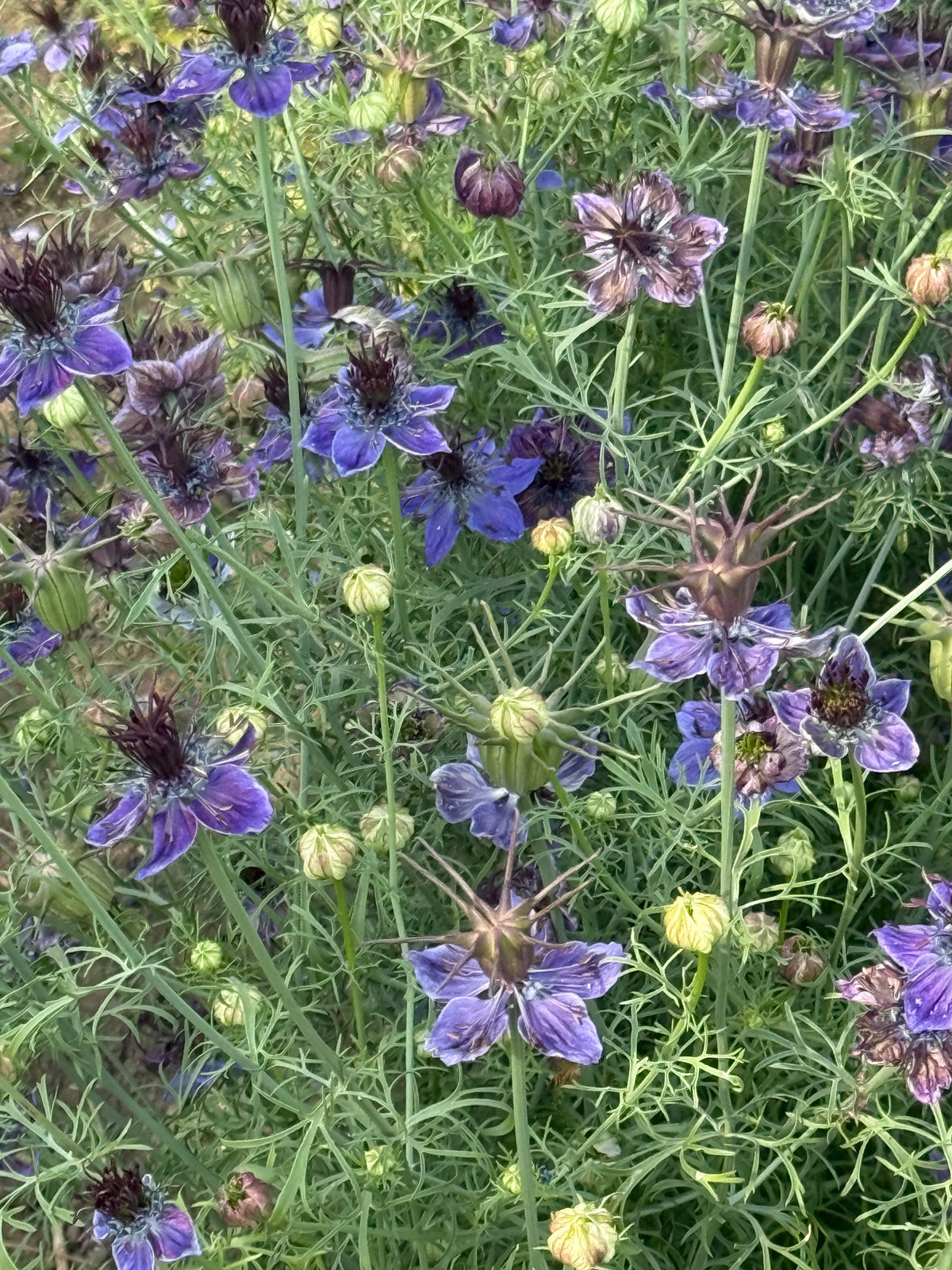 Nigella papillosa Midnight | Spanish Love in a Mist