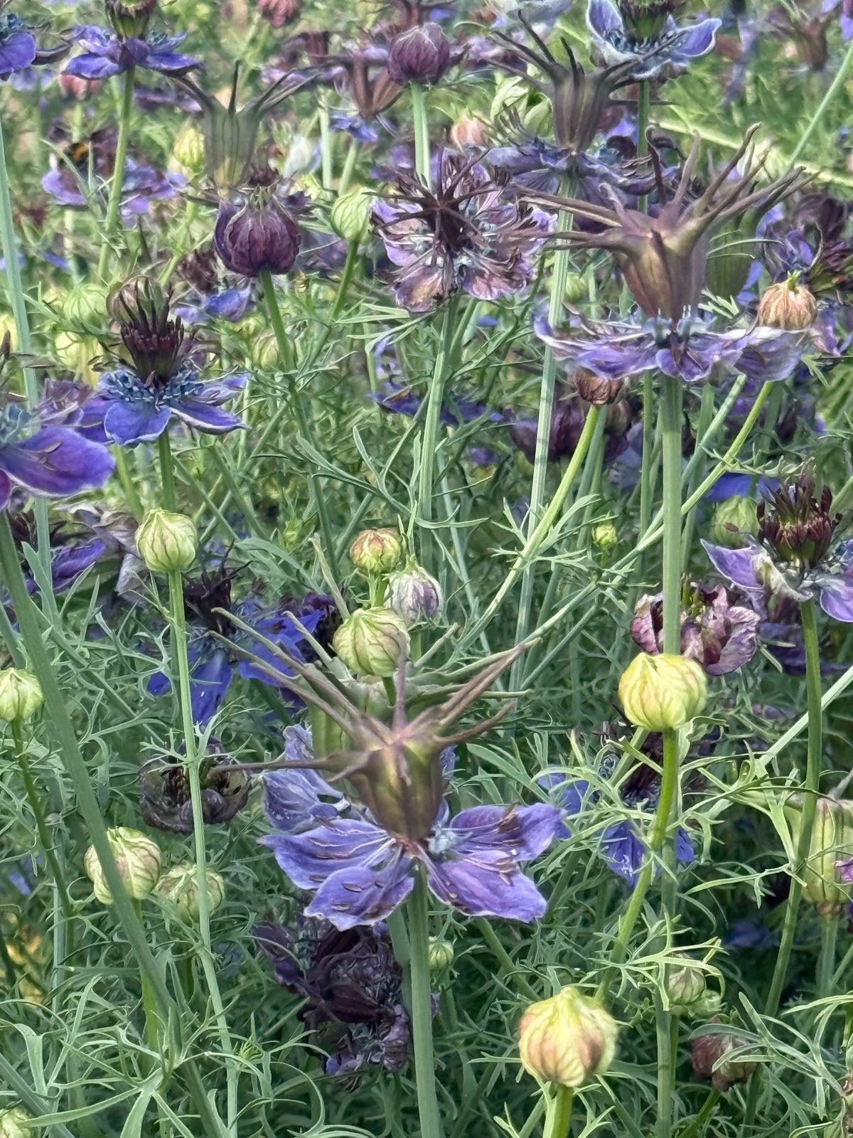 Nigella papillosa Midnight | Spanish Love in a Mist