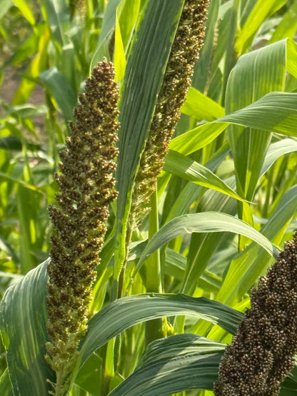 Itālijas sarene Hylander | Setaria italica
