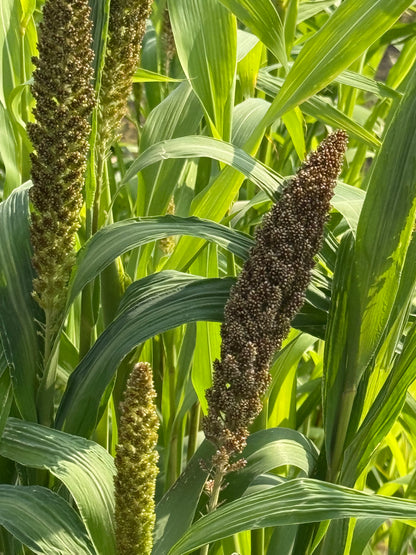 Itālijas sarene Hylander | Setaria italica