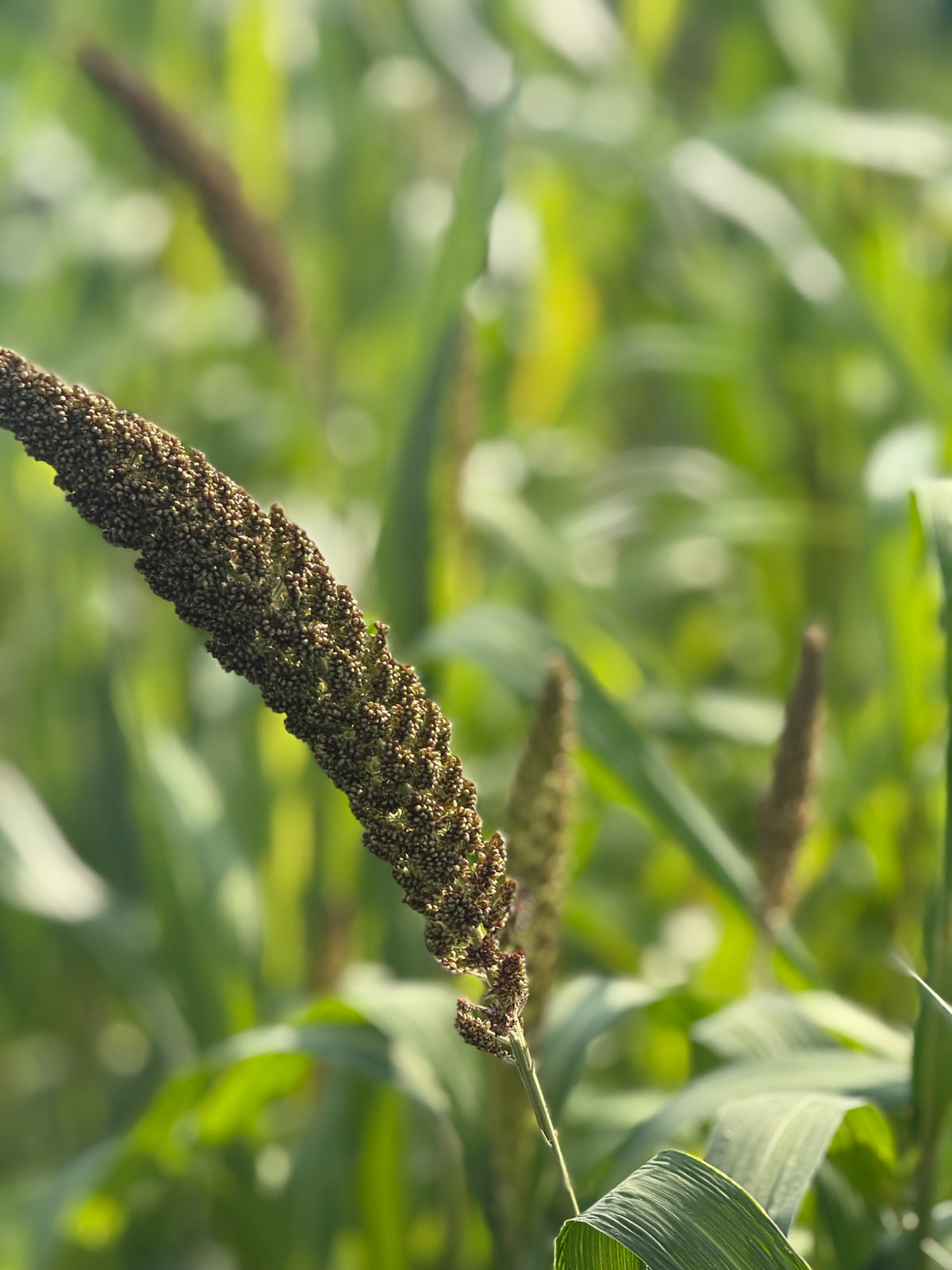 Setaria italica Hylander | Italian Millet