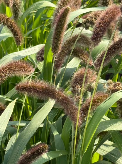 Itālijas sarene Lowlander | Setaria italica