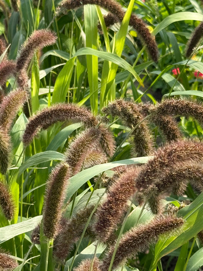 Itālijas sarene Lowlander | Setaria italica