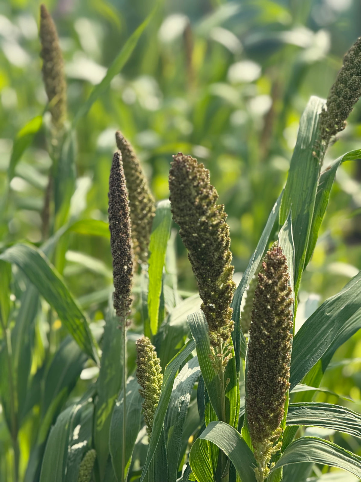 Setaria italica Hylander | Italian Millet
