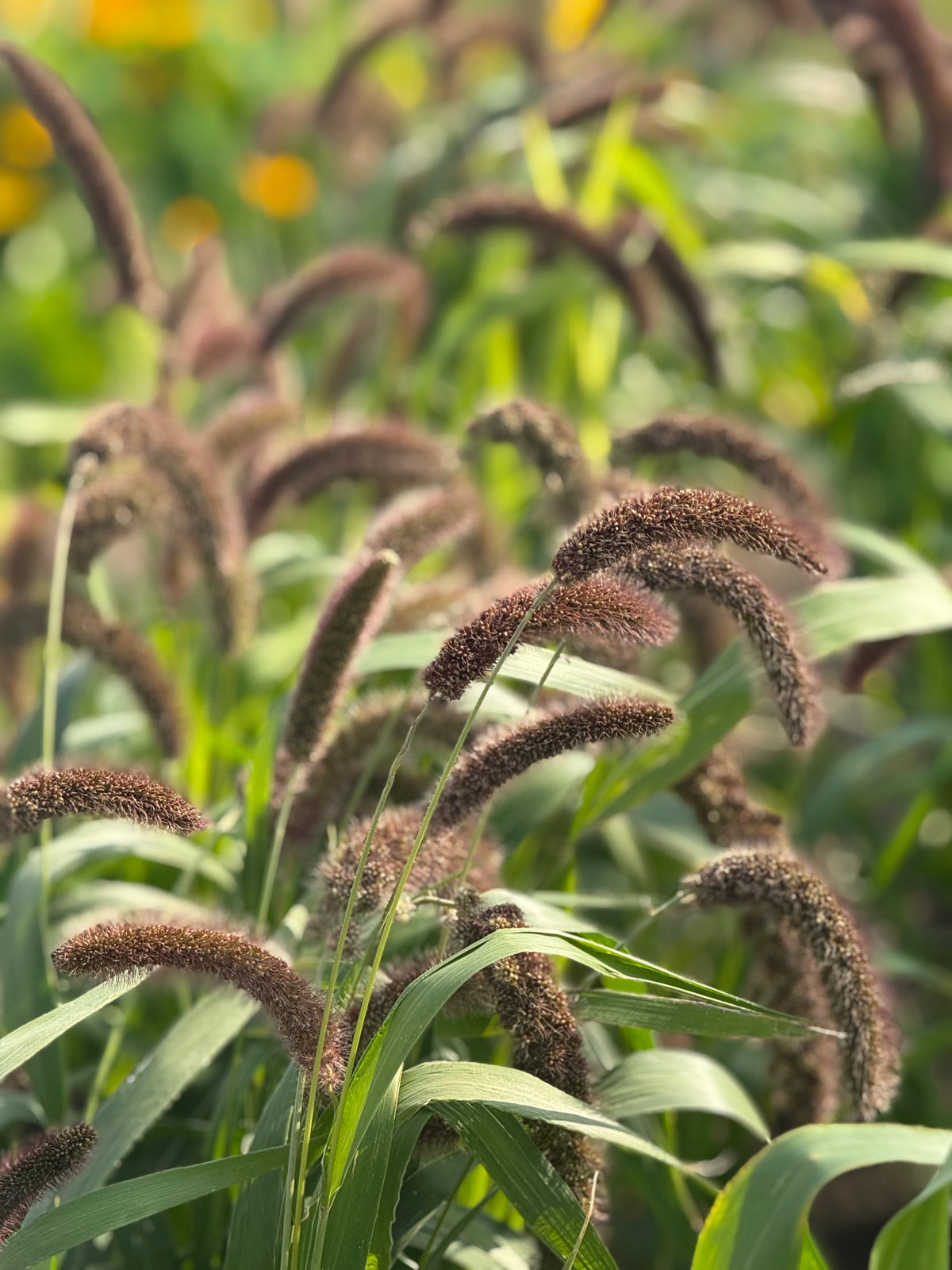 Setaria italica Lowlander | Italian Millet