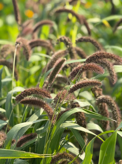 Itālijas sarene Lowlander | Setaria italica