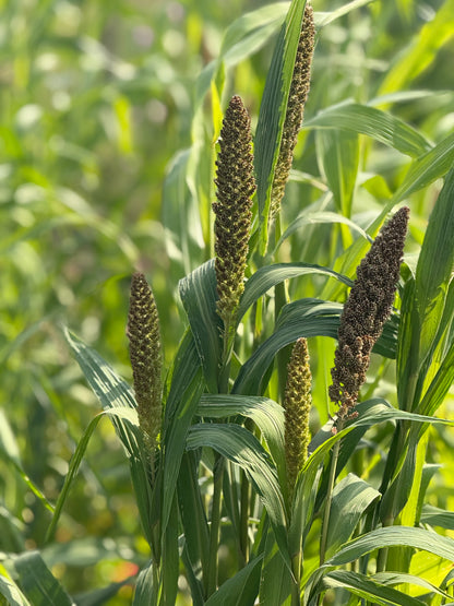 Itālijas sarene Hylander | Setaria italica